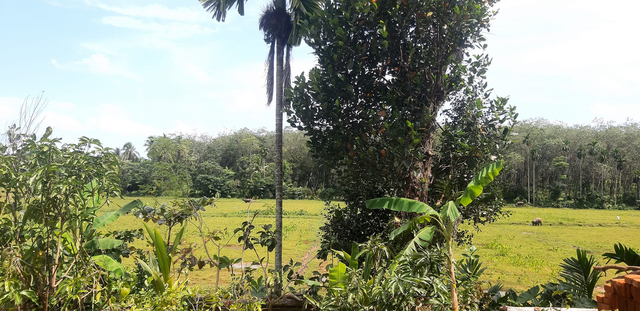 Midula Pala Thawana