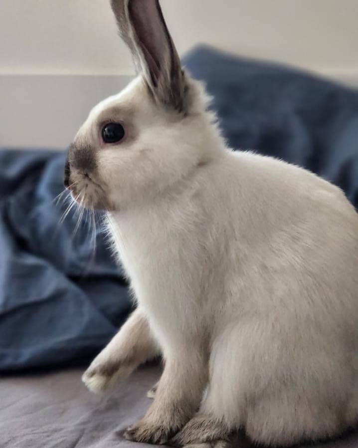 The Rabbit Sanctuary Leo was found... - The Rabbit Sanctuary | Facebook