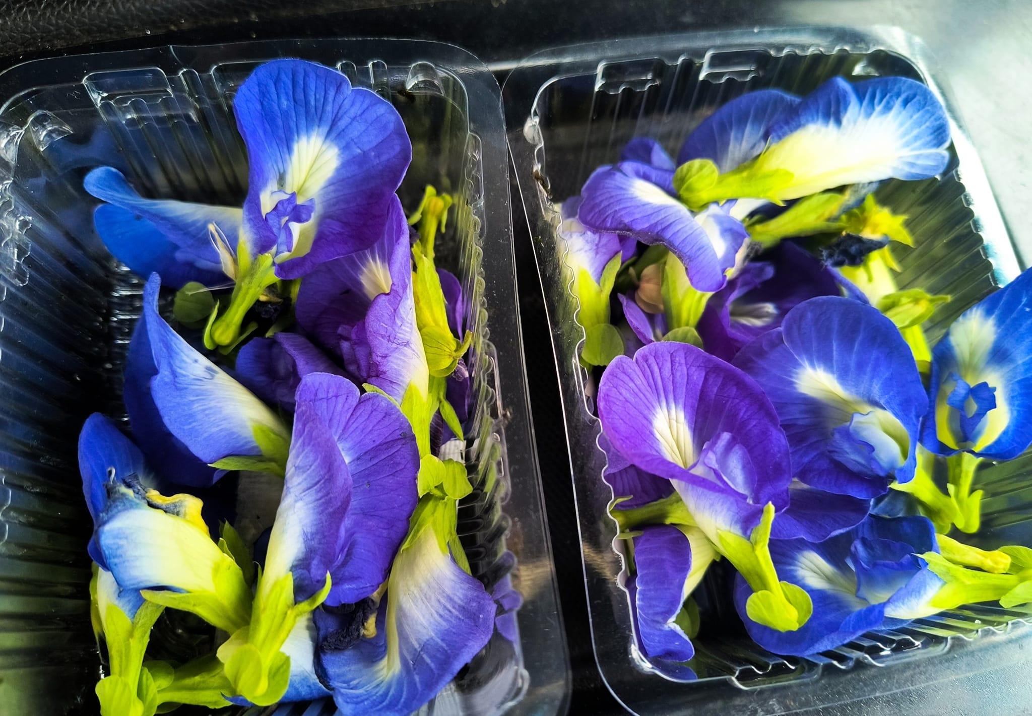 We had a nice harvest of Butterfly Pea flowers today. The color is