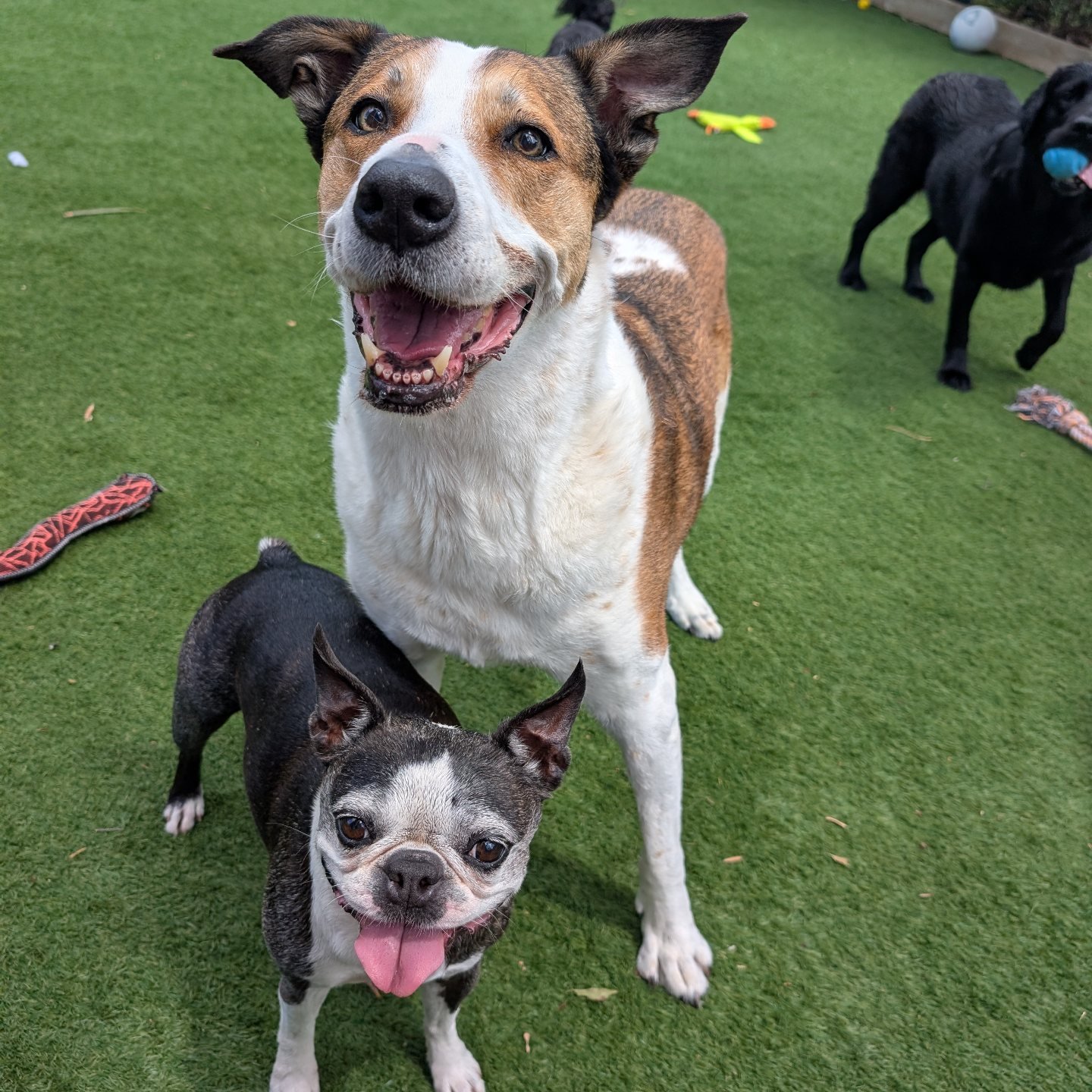 Doggy Retreat | Kurri Kurri NSW