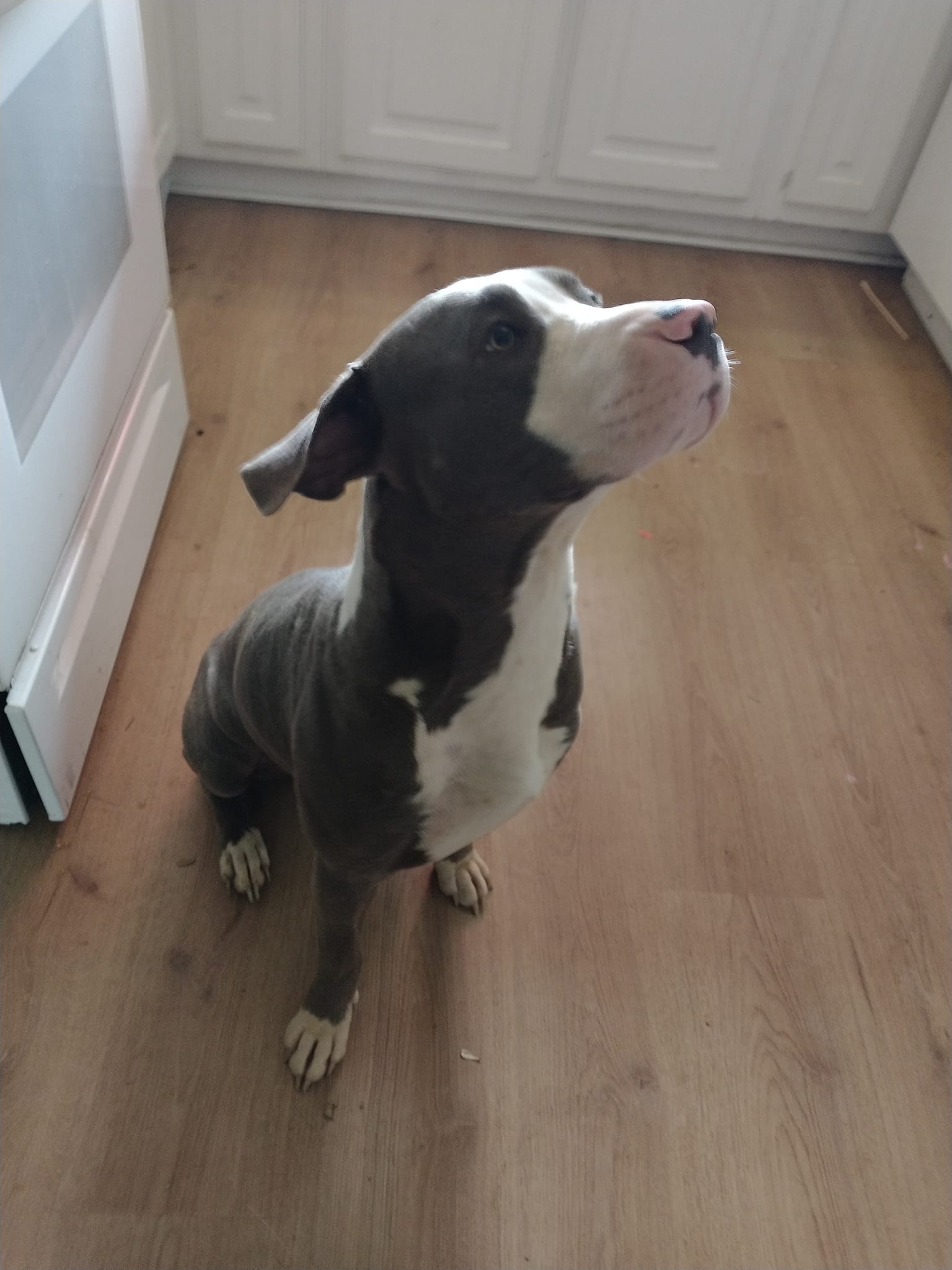 What are some crate safe toys for a dog with separation anxiety?