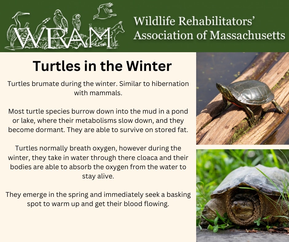 Wildlife - Turtles are amazing animals. Check out how they survive ...