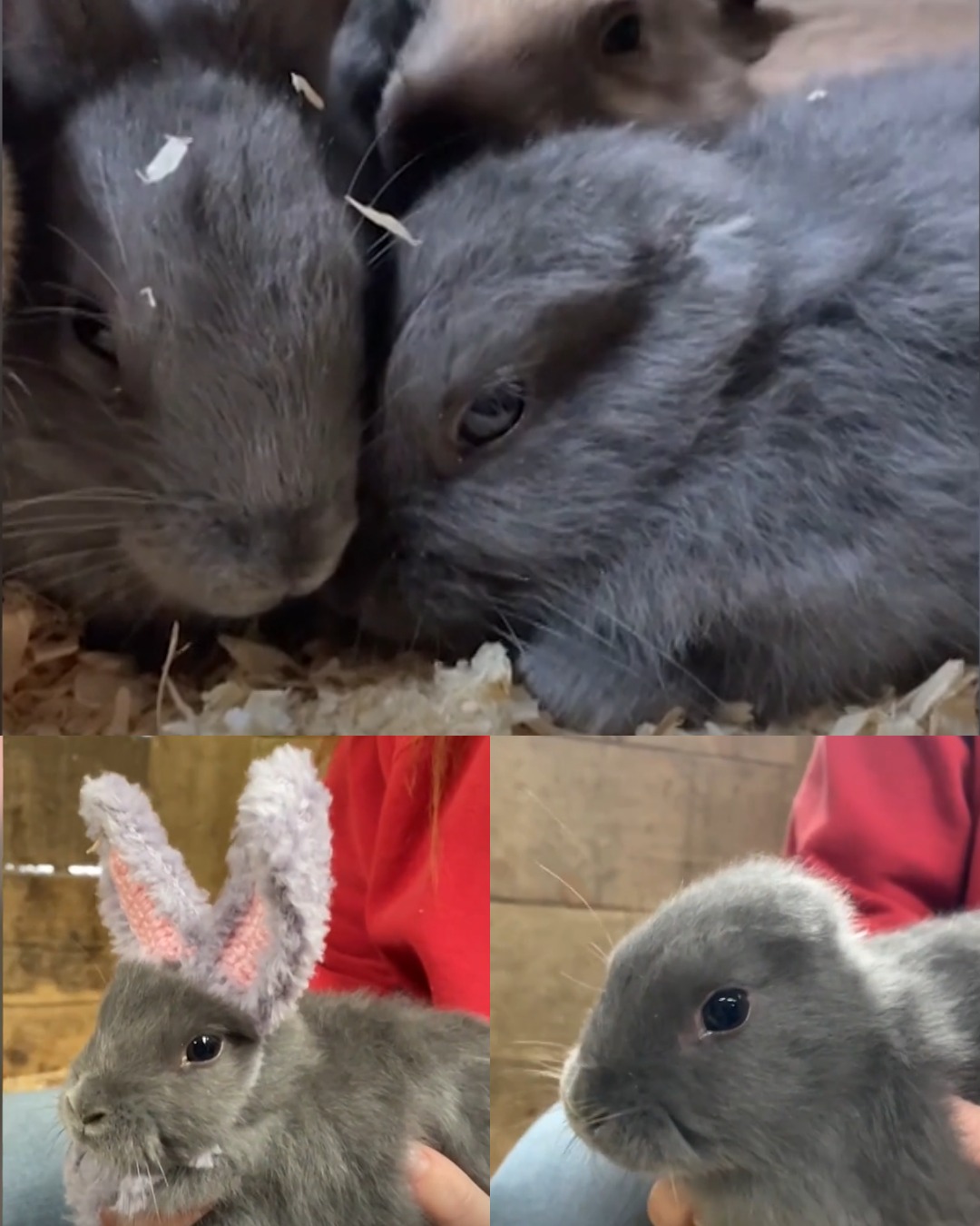 The Distant - When a tiny white rabbit named Van Gogh was born without ...
