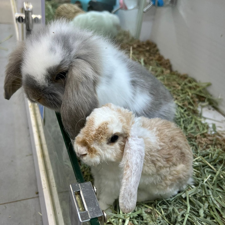 i love rabbit - 🐰：我先係兔仔～你明明係隻羊～ 🐰：邊有羊仔同你一樣耳仔咁長又垂落嚟嫁😐... | Facebook