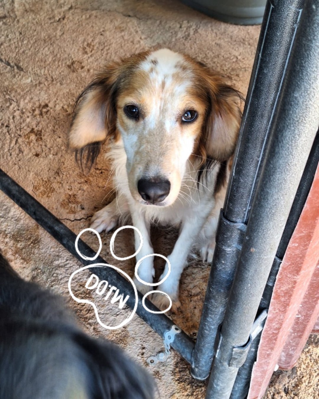 Only Rescues UK - ADOPT BINE 🐾💛 Meet Bine, a brave... | Facebook