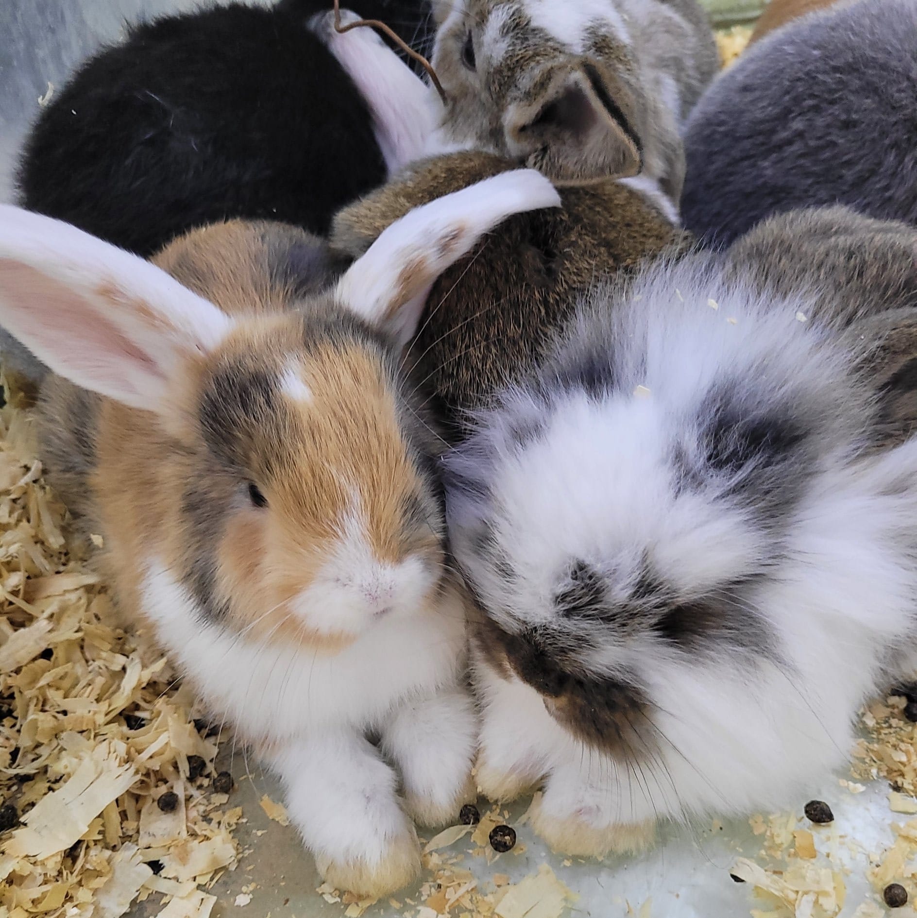 🐇🐰NEW RABBITS IN STORE🐇🐰 - Birds N Fishes + Dogs Petshop