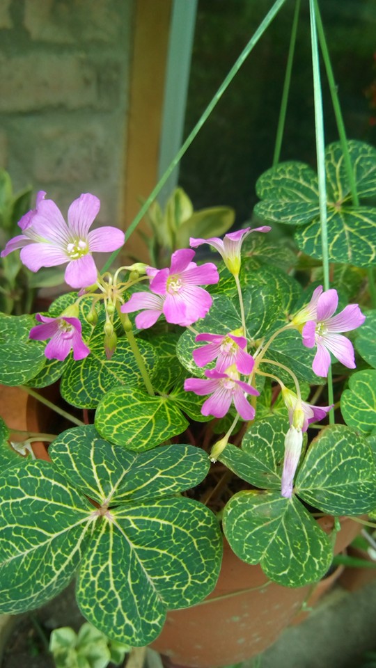 Bunga Nursery Bunga Mongkusilad Moyog Penampang Sabah Facebook