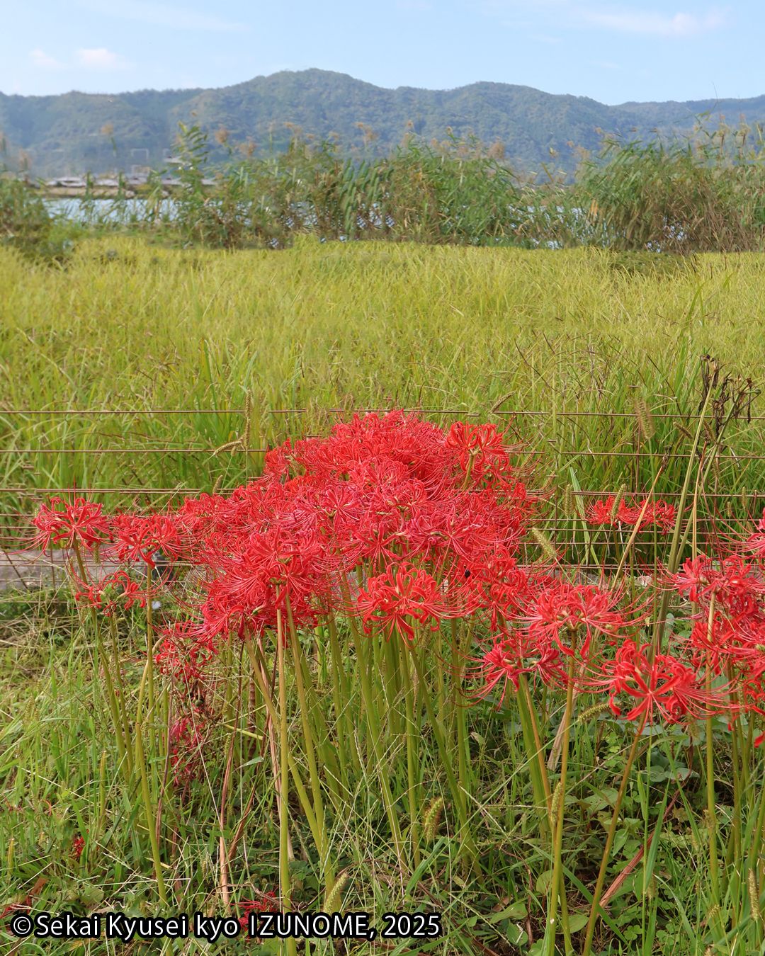 世界救世教いづのめ教団 - 【11月度月次祭 静岡・神奈川在住信徒に限り参拝を受け入れ】 信徒の皆様には、3月より続けてまいりました聖地祭典へ ...