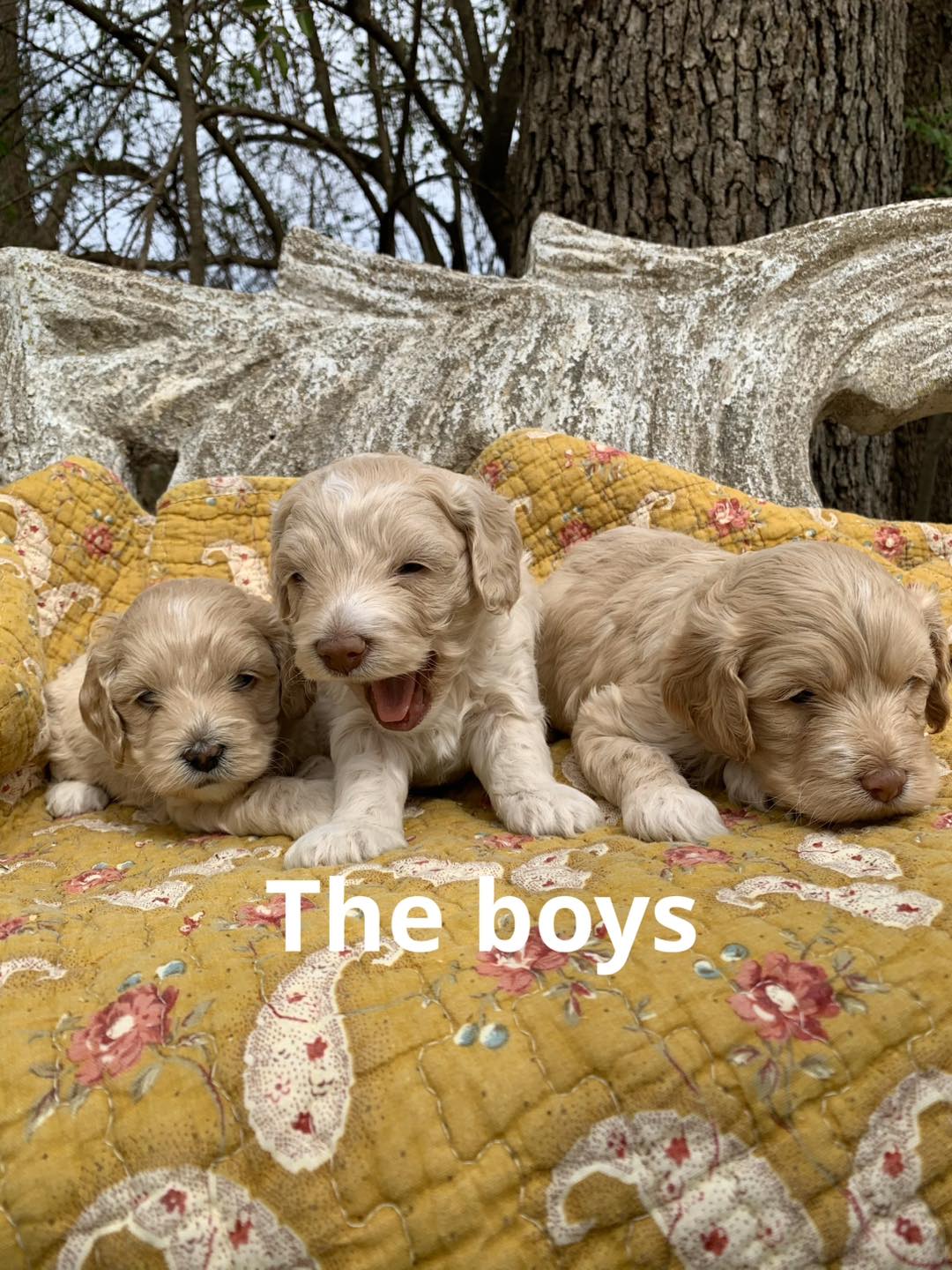 10-Acre Woods Cockapoos | Bristow OK