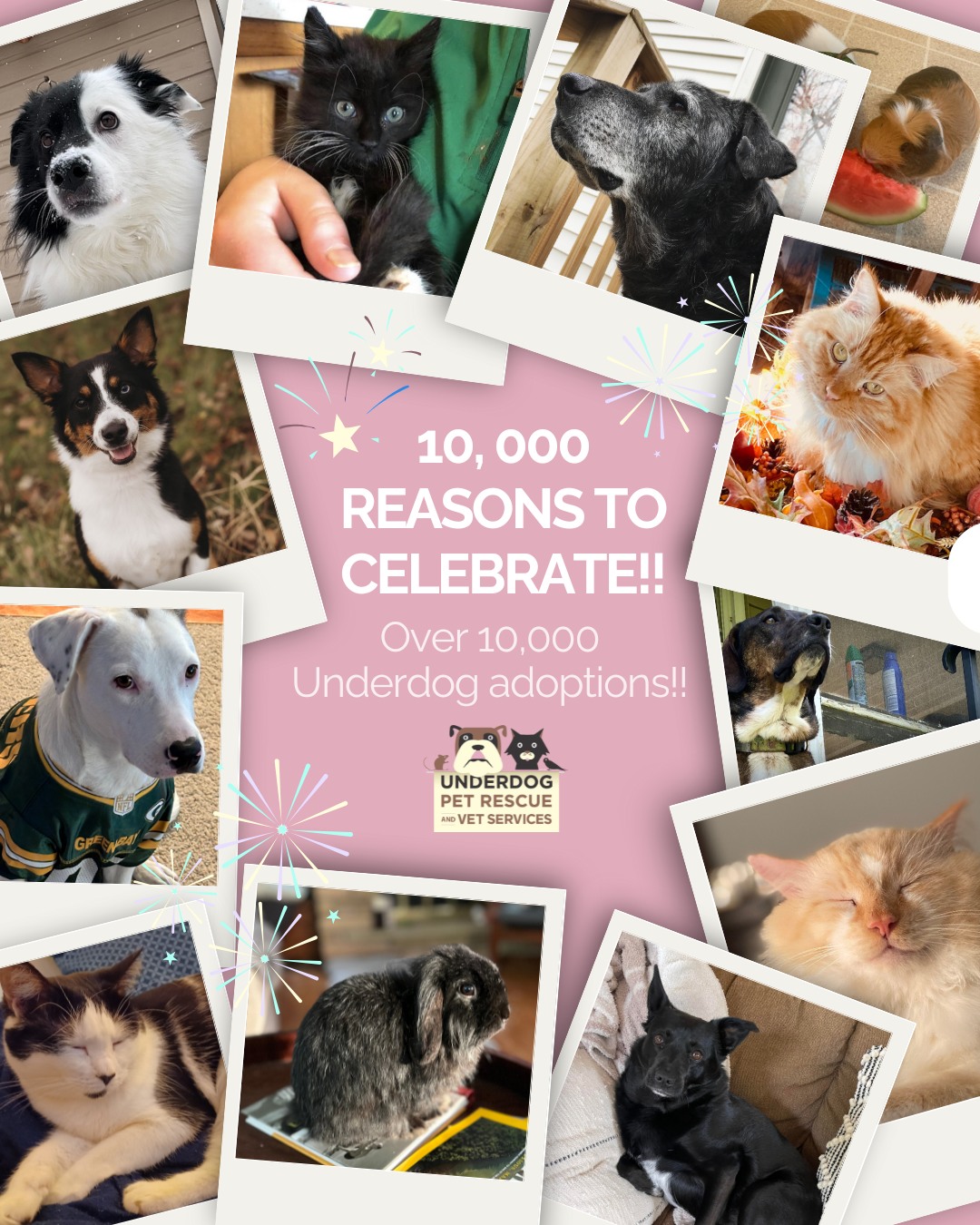 🎉🐾 We’re... - Underdog Pet Rescue of Wisconsin, Inc. | Facebook