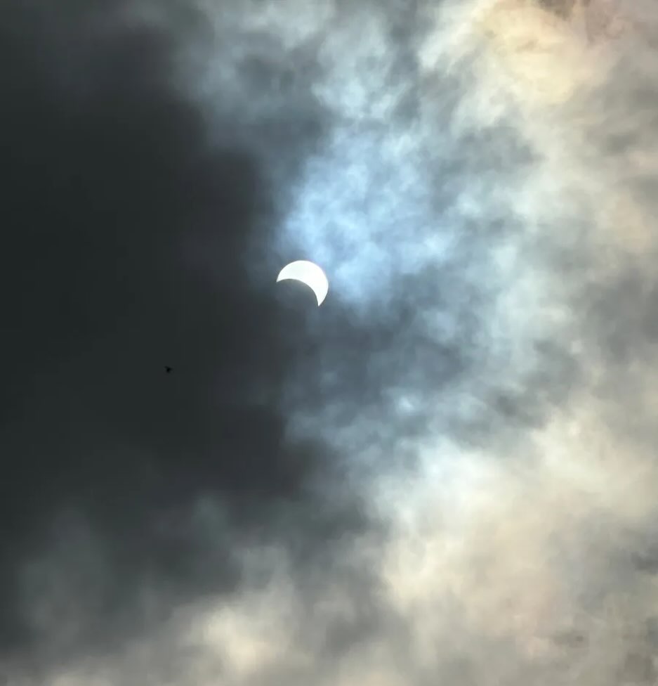 Did anyone see the solar eclipse... - California Native