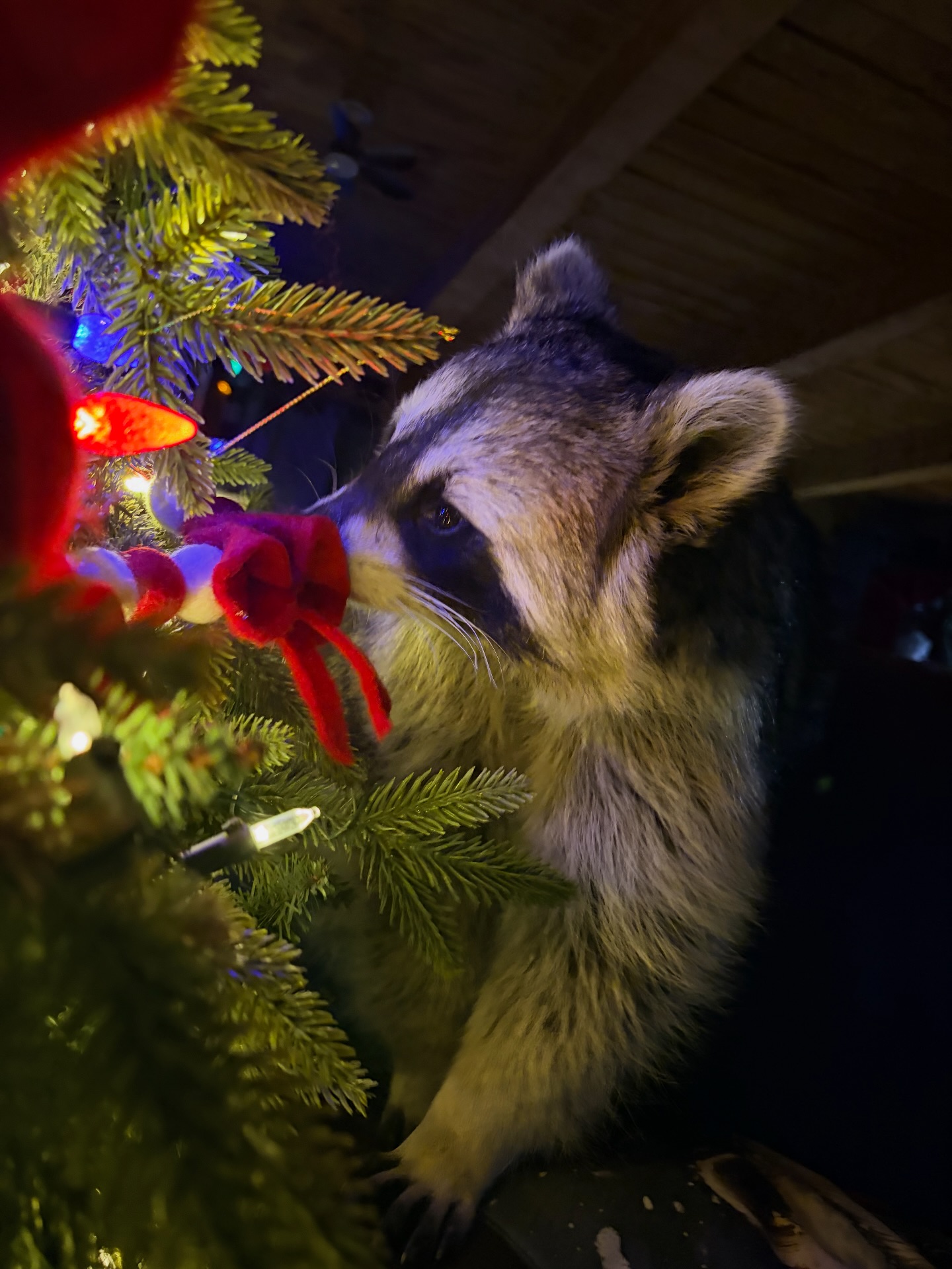 Diddles Raccoon - Diddles Raccoon added a new photo.
