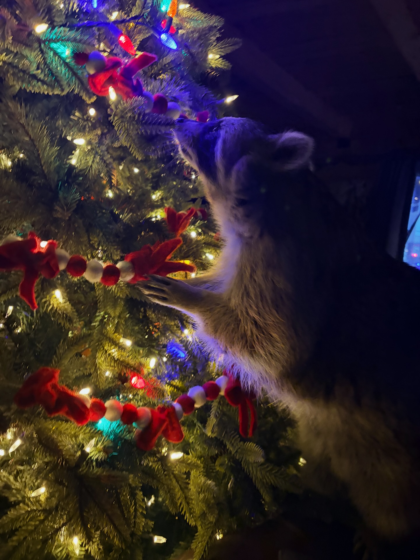 Diddles Raccoon