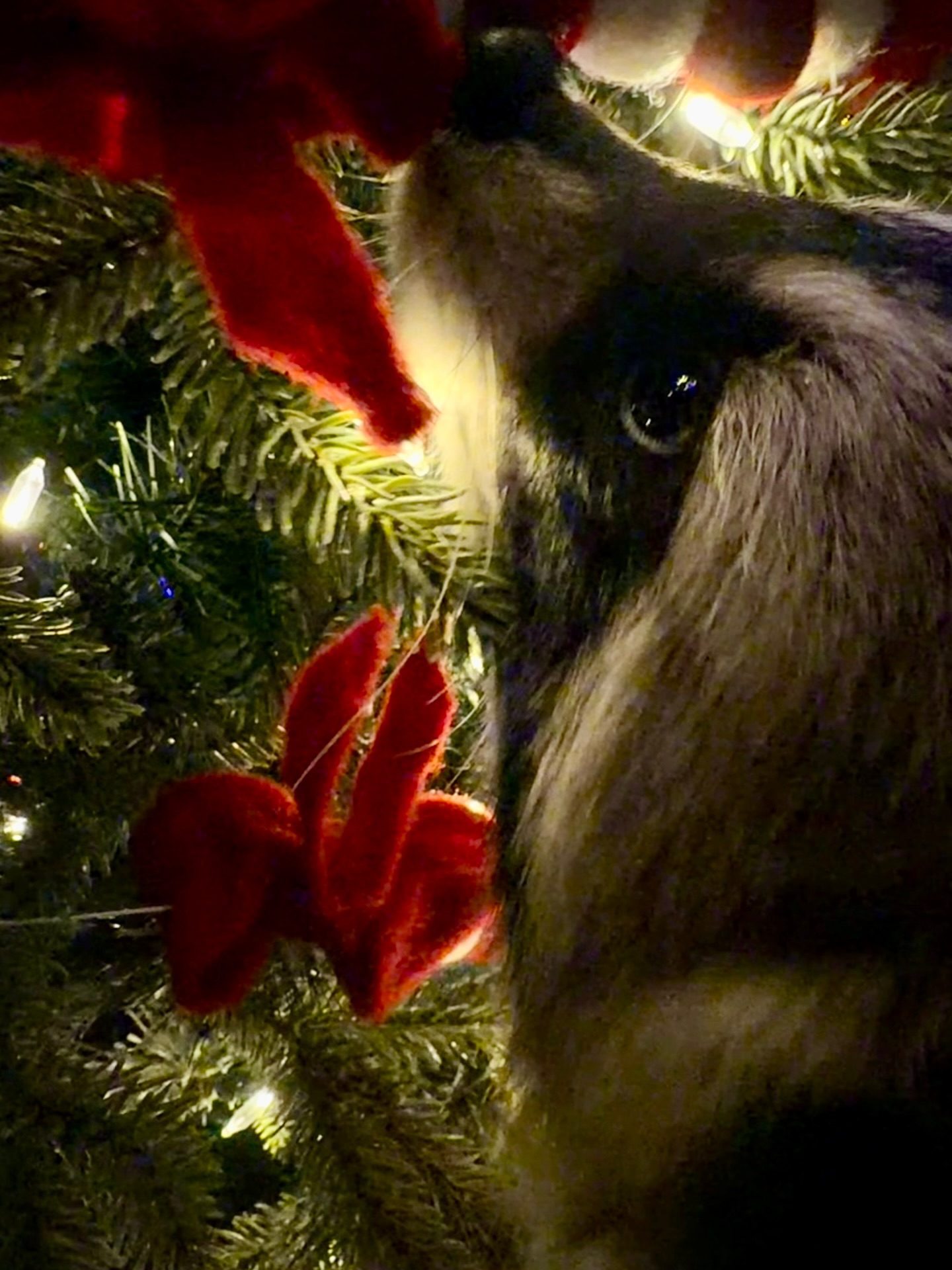 Diddles Raccoon