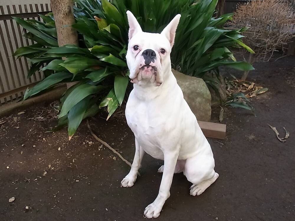 グスマン 具志犬 - グスマン 具志犬 updated their cover photo.