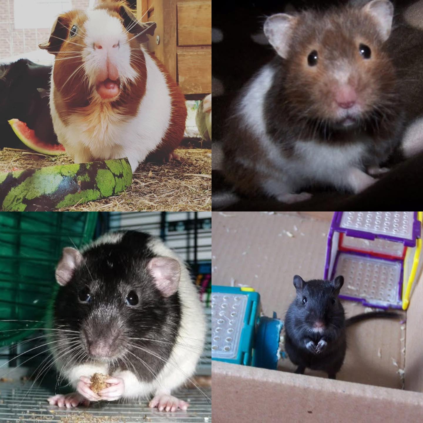 Bobbing - 🐭 Approximately 40% of all mammal species are rodents. 🐁 Here ...
