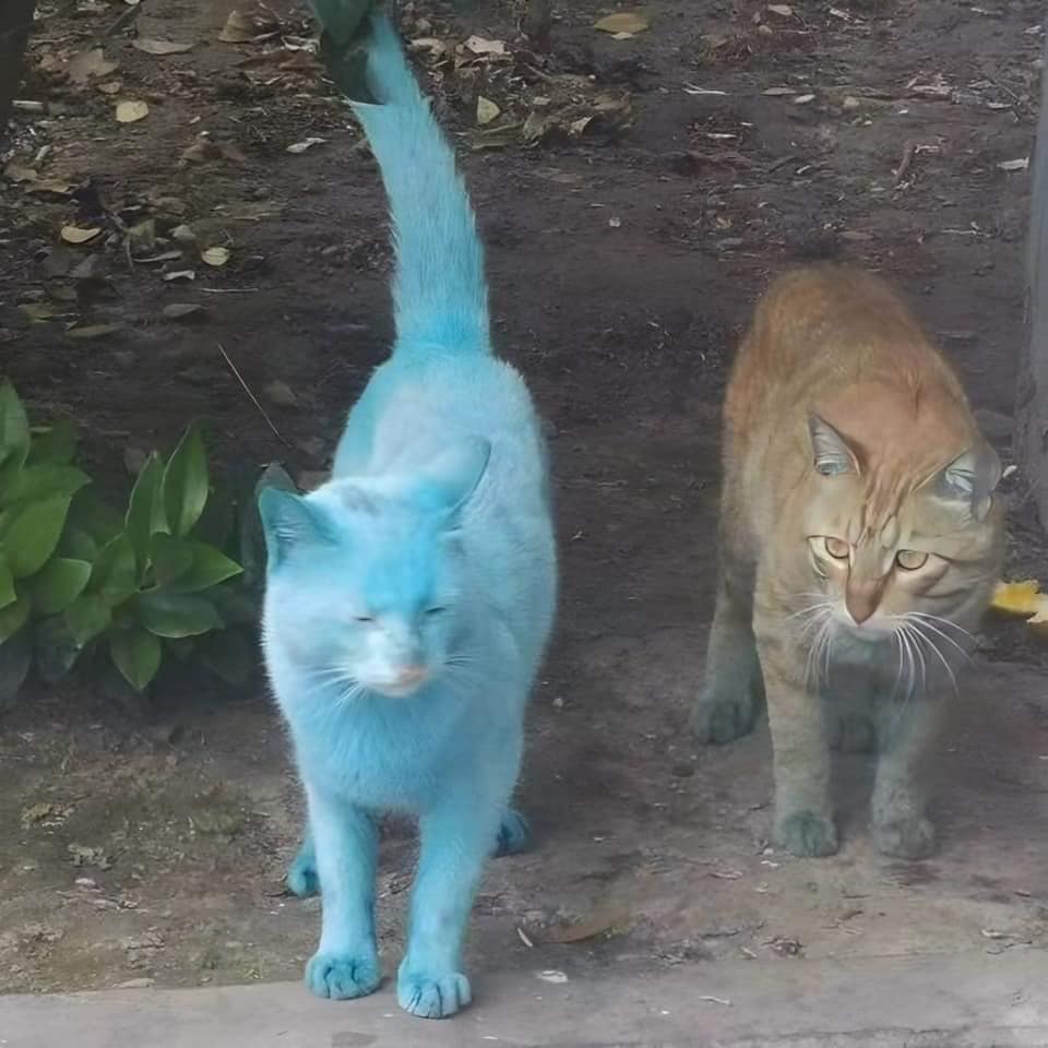Orejas de Gato - Unos michis se fueron a revolcar ve tu a... | Facebook
