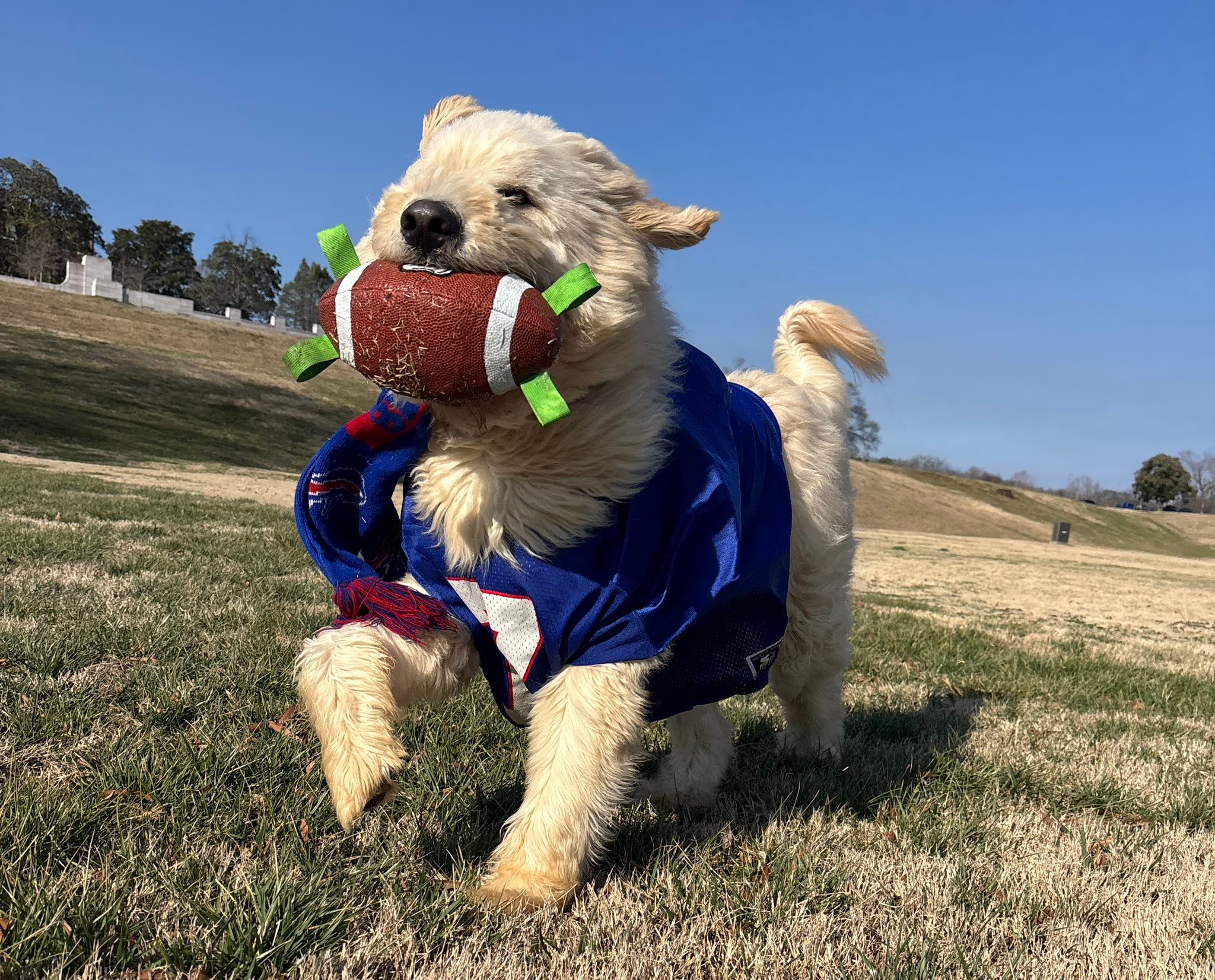 HELLO THIS IS FULL TIME... - Ralphie the Reformed Demon Dog | Facebook
