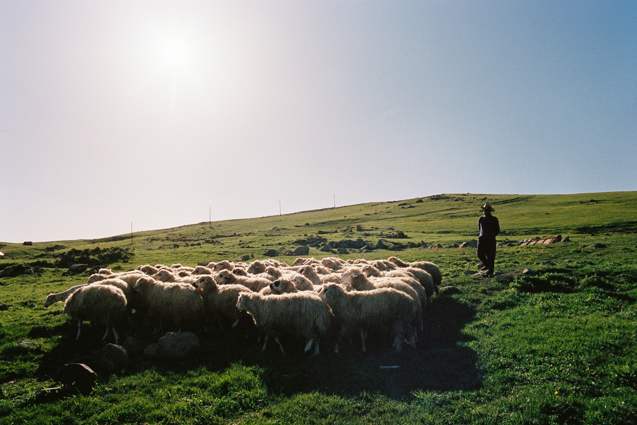 The Rug - A group of Balbas sheep, native to Armenia and the wider ...