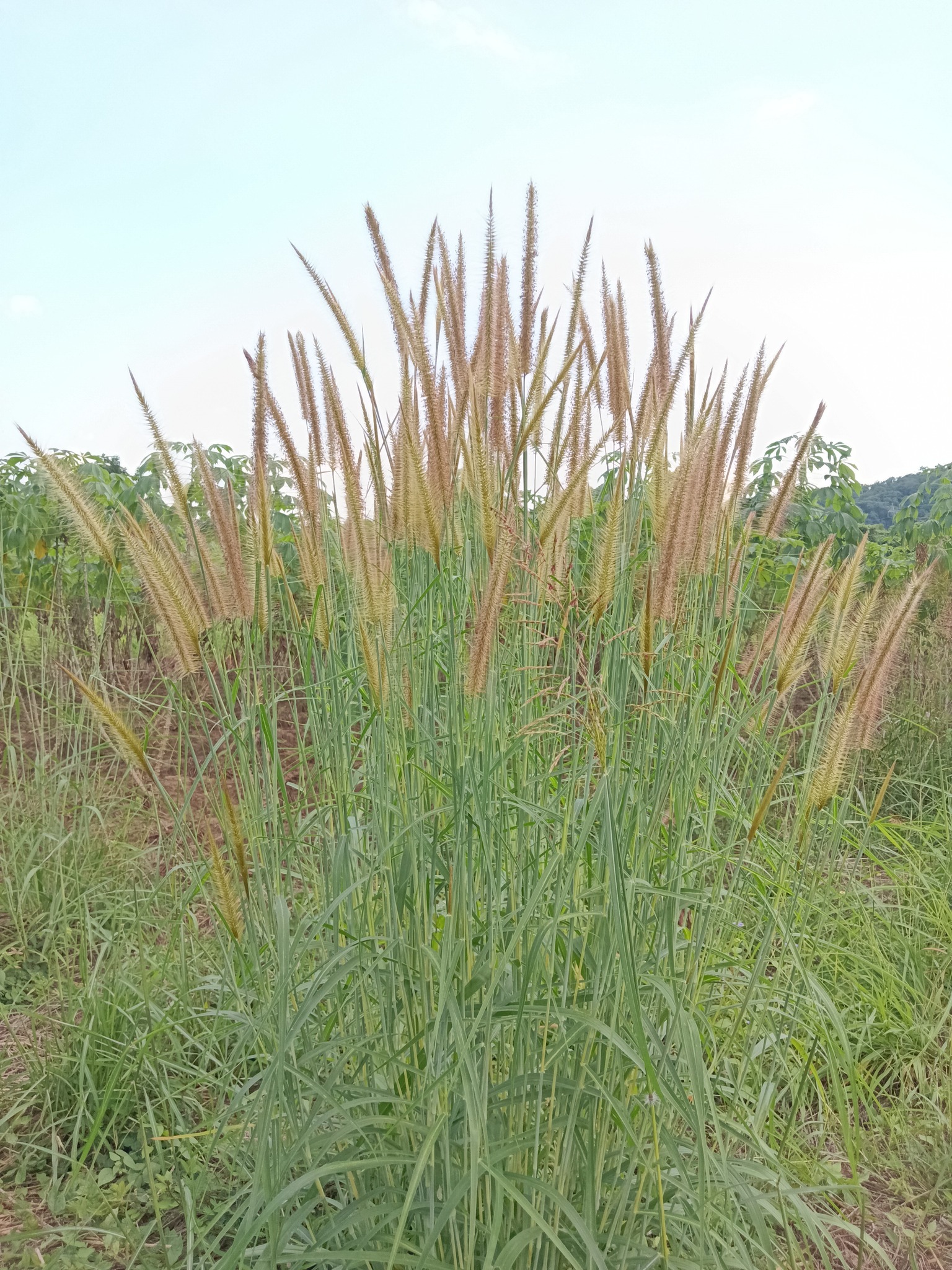 Rampan Changniem