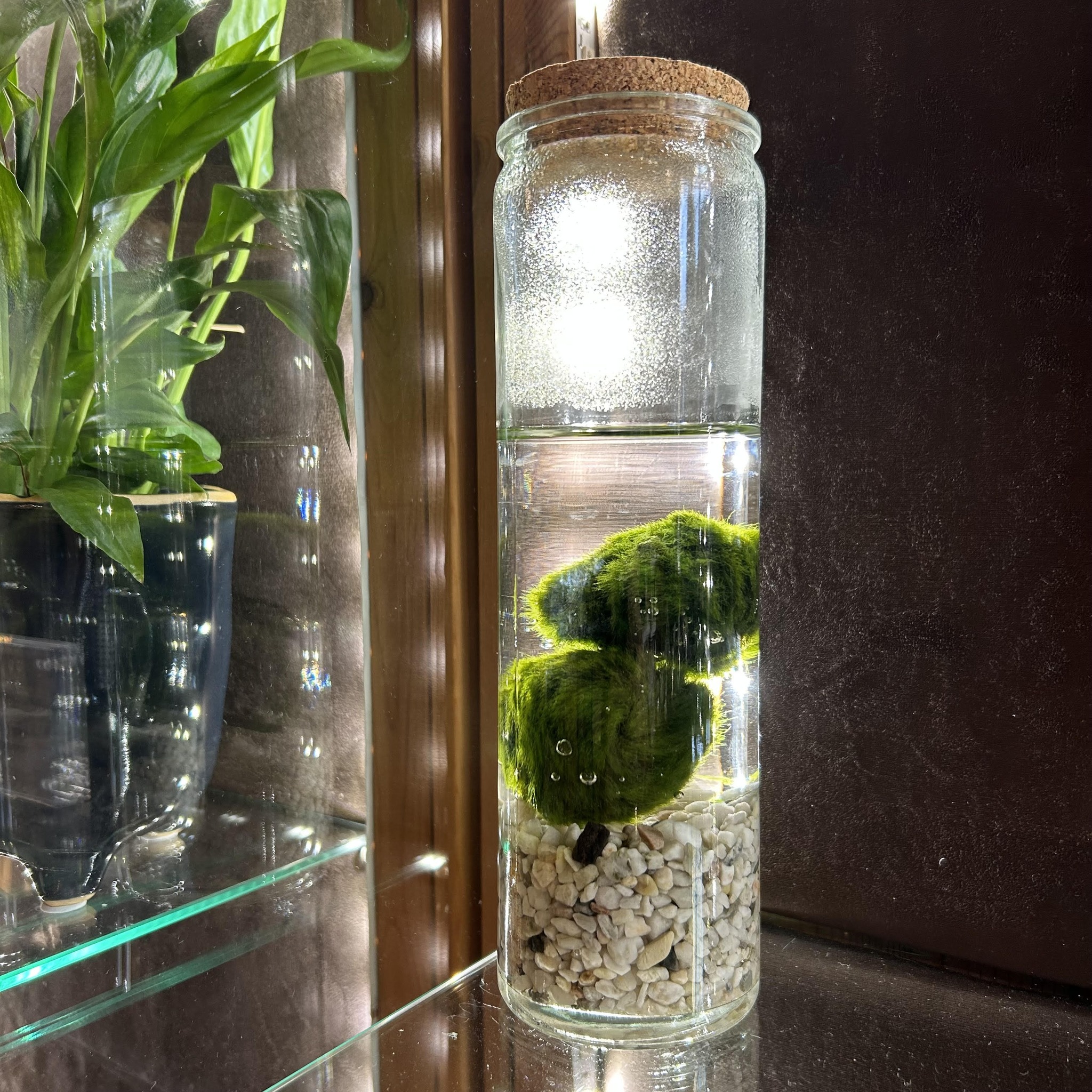 💚 まりもの雫 Marimo no Shizuku — Marimo Droplet I've created my