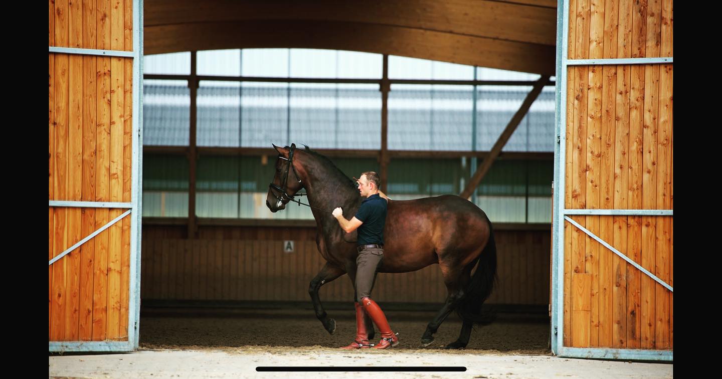 McLean Reitsport GmbH - In hand work🍀🌱 The basic for the ridden work🍀 ...