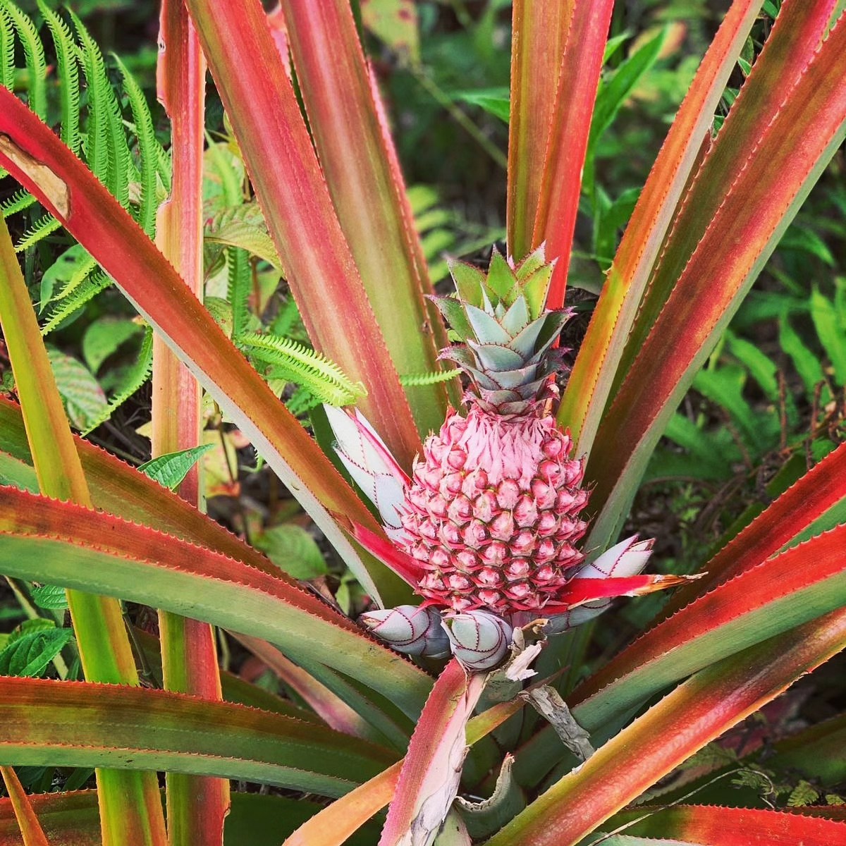 How A Pineapple Grows