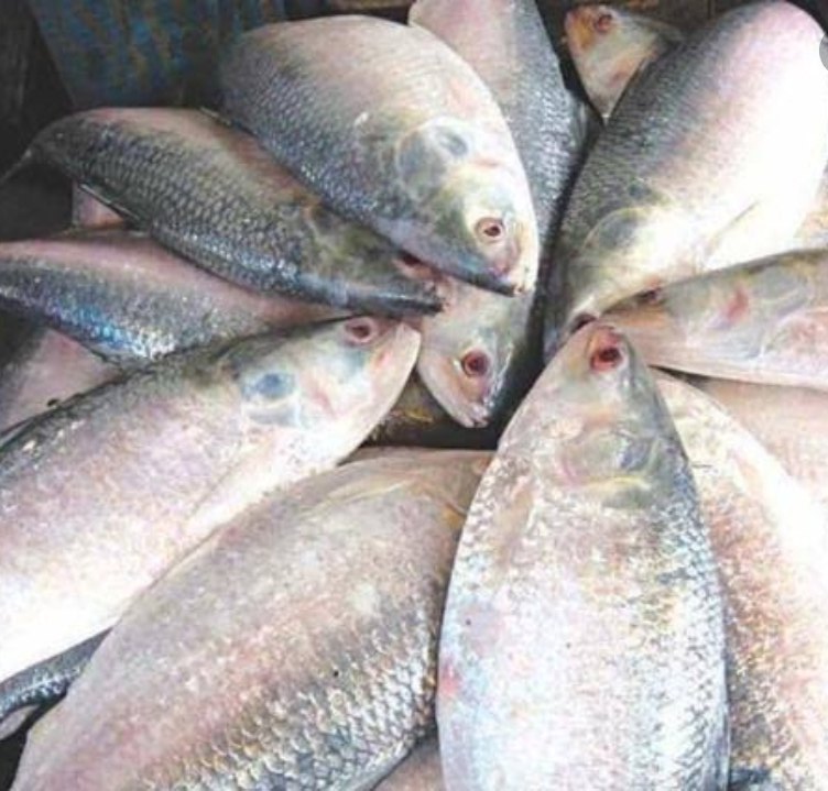 Dry Organic | Chittagong