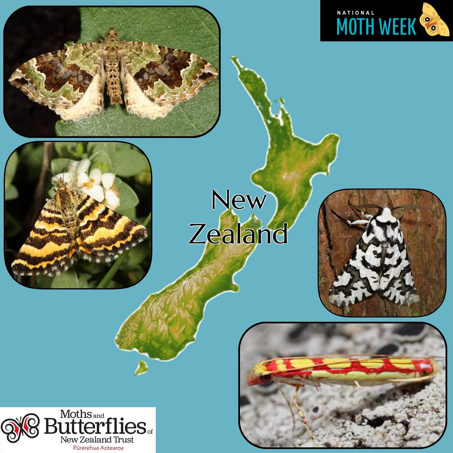 National Moth Week
