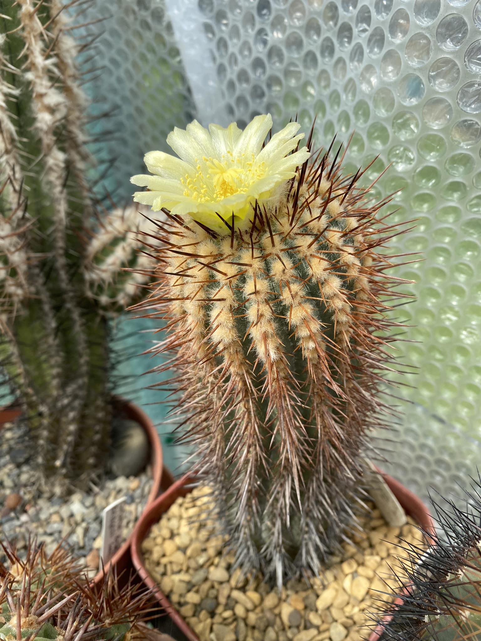 Copiapoa magnifica first time flowering