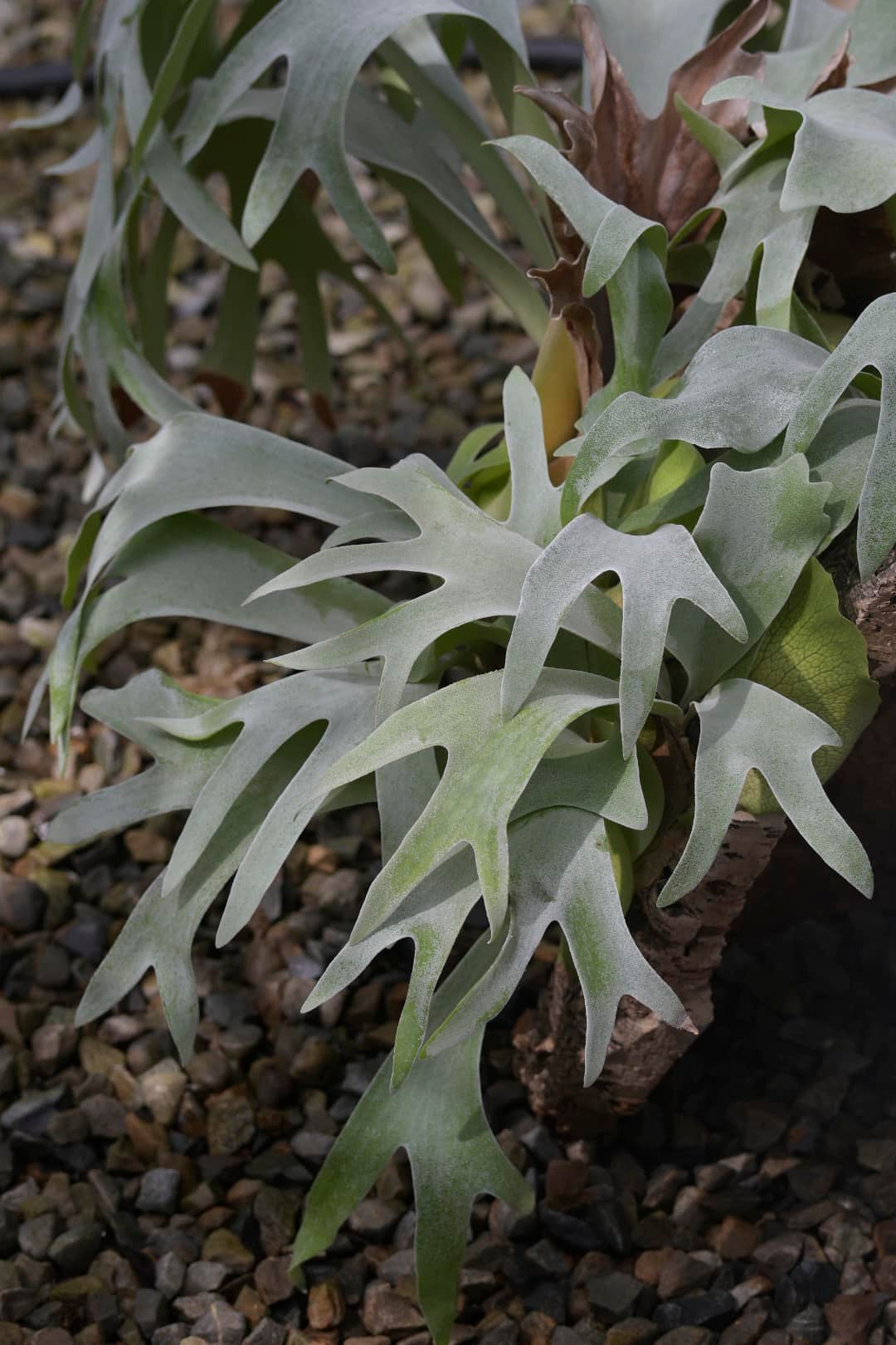 P. hillii 'Aor Chao' spore 大叔有名的深綠品種之一，當中有著名的