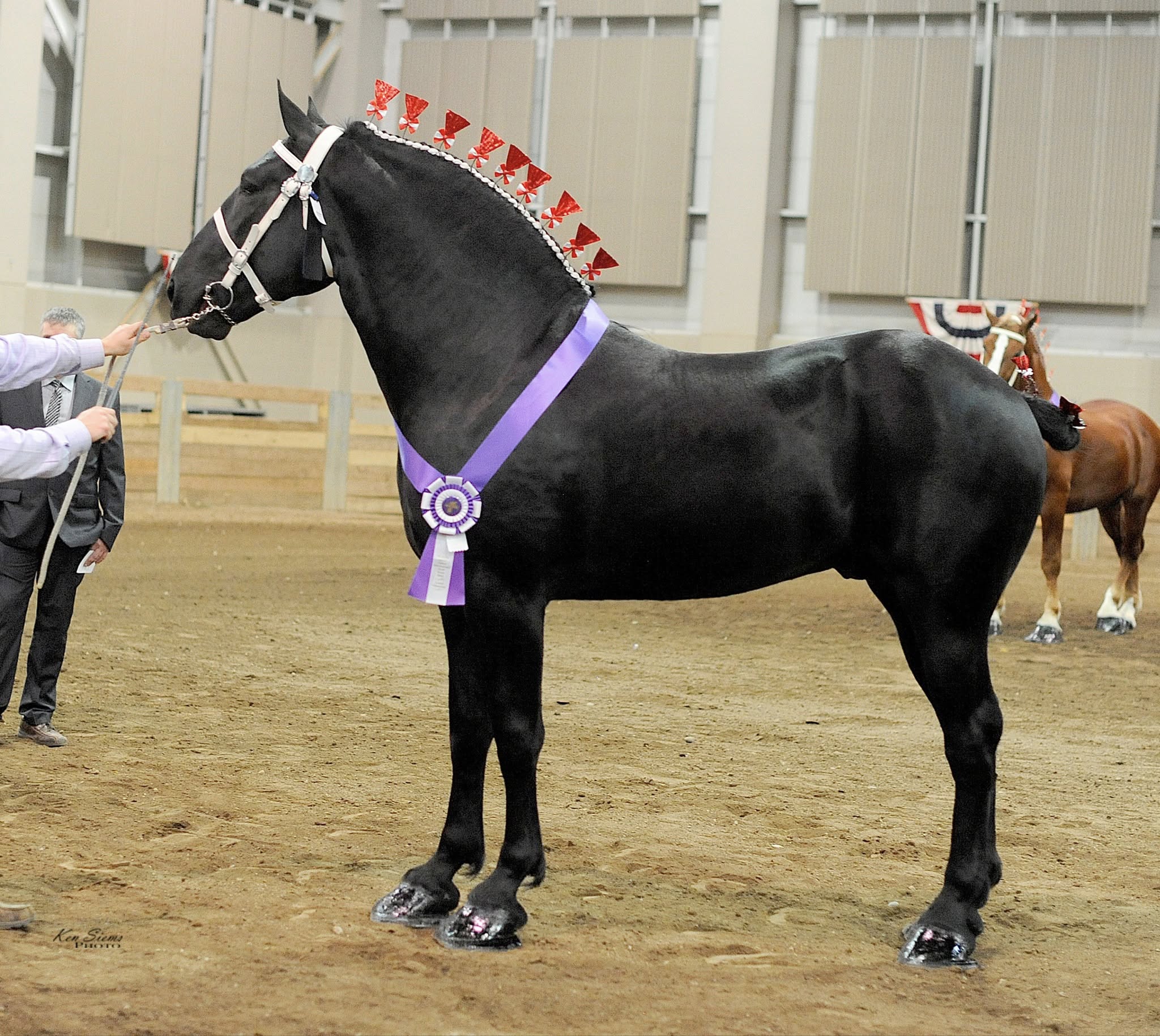 【親株】P. Percheron. Original. The 2024-2025 Percheron Horse Association of America Premier Sire