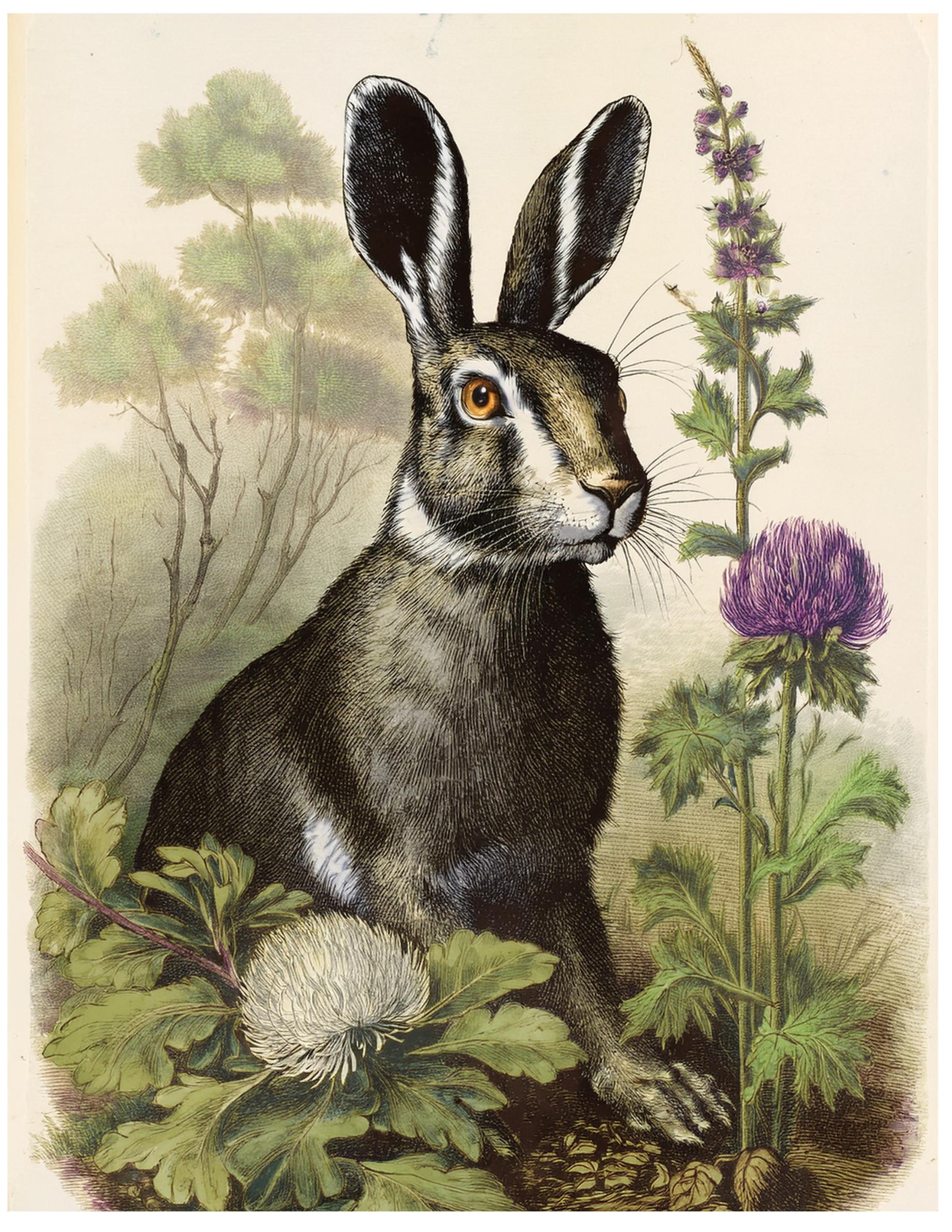 Set of 4/Woodland Rabbit Prints, 8x10 – Vintage Nature Art - Posters ...