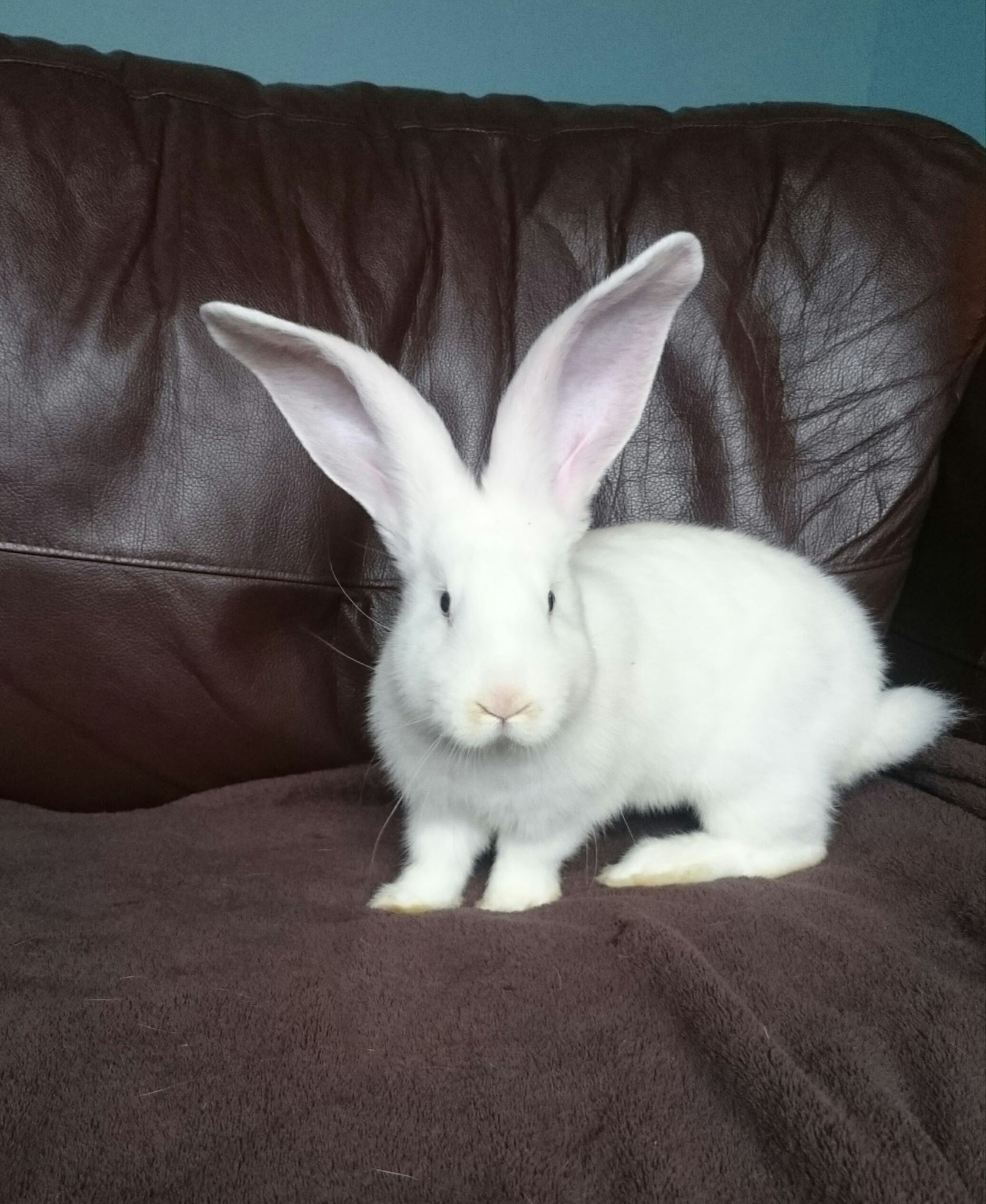 Orchard Giant... - Orchard Giant Continental Rabbits