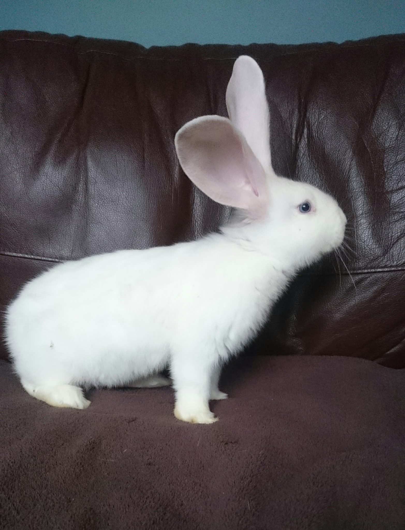 Orchard Giant... - Orchard Giant Continental Rabbits