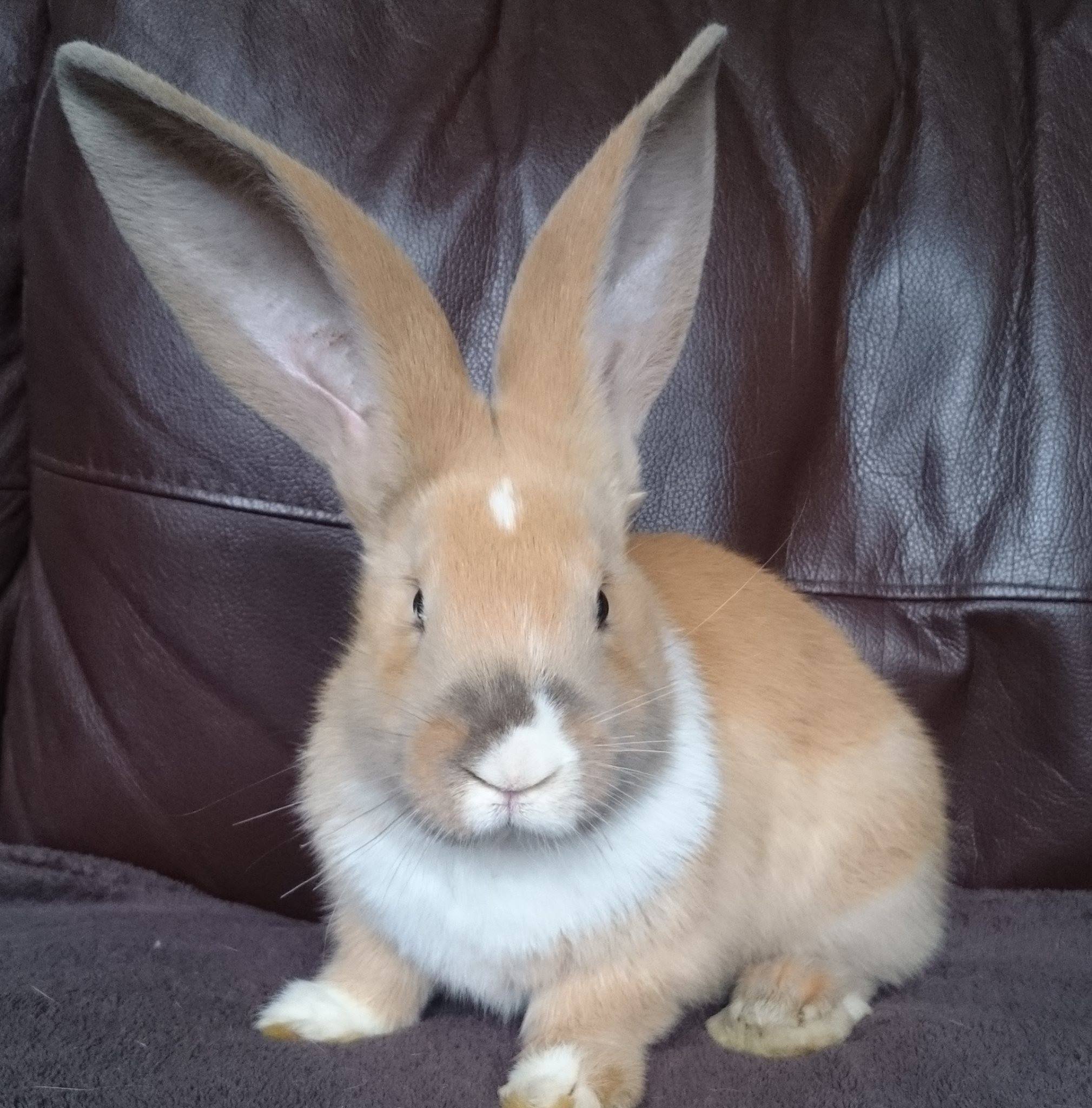 Orchard Giant Continental Rabbits