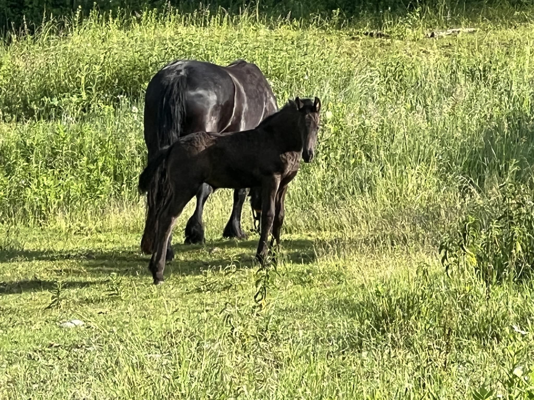 Middlebrook Farm | New Haven VT