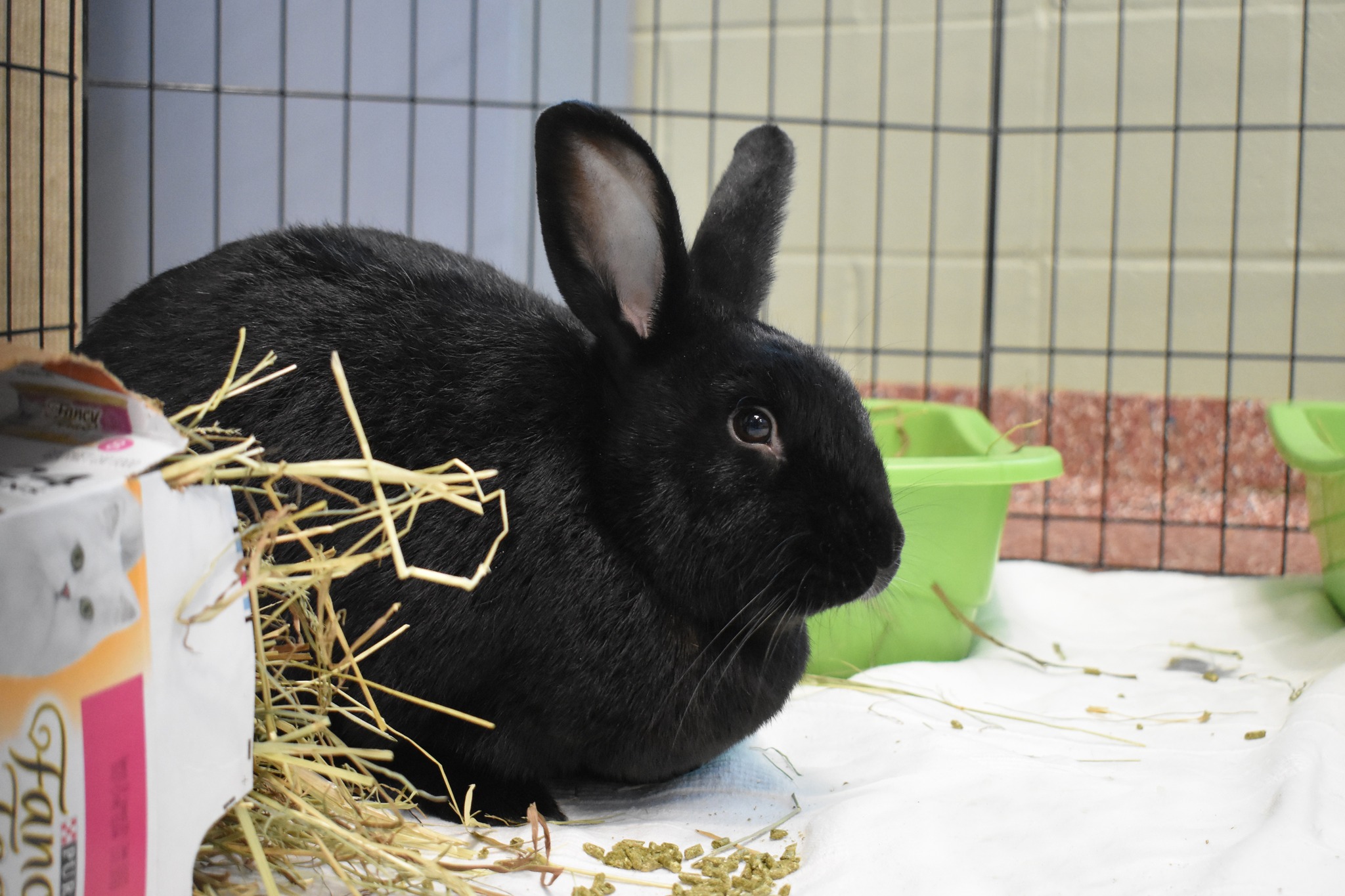 New - Pepper — ADOPTED 💛 Rabbit | 1 Year Old | Female Pepper and her ...