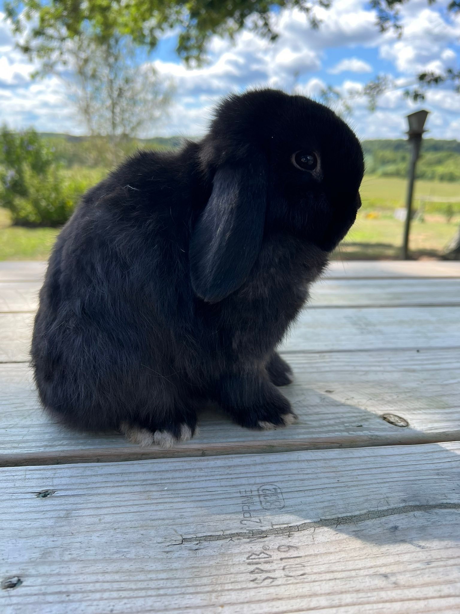 Really Rascally Rabbits added a... - Really Rascally Rabbits