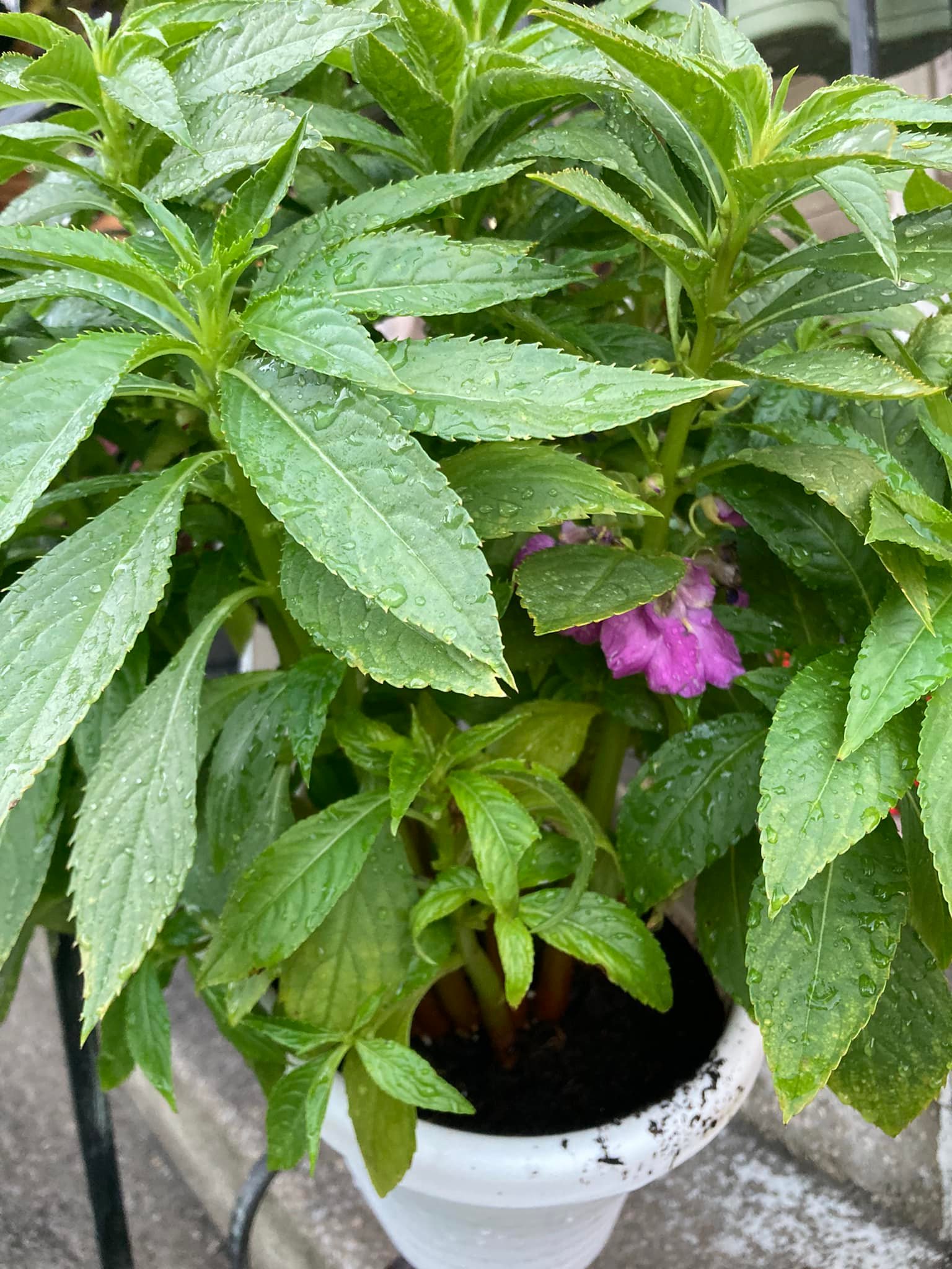 Identification of a colorful Balsam plant