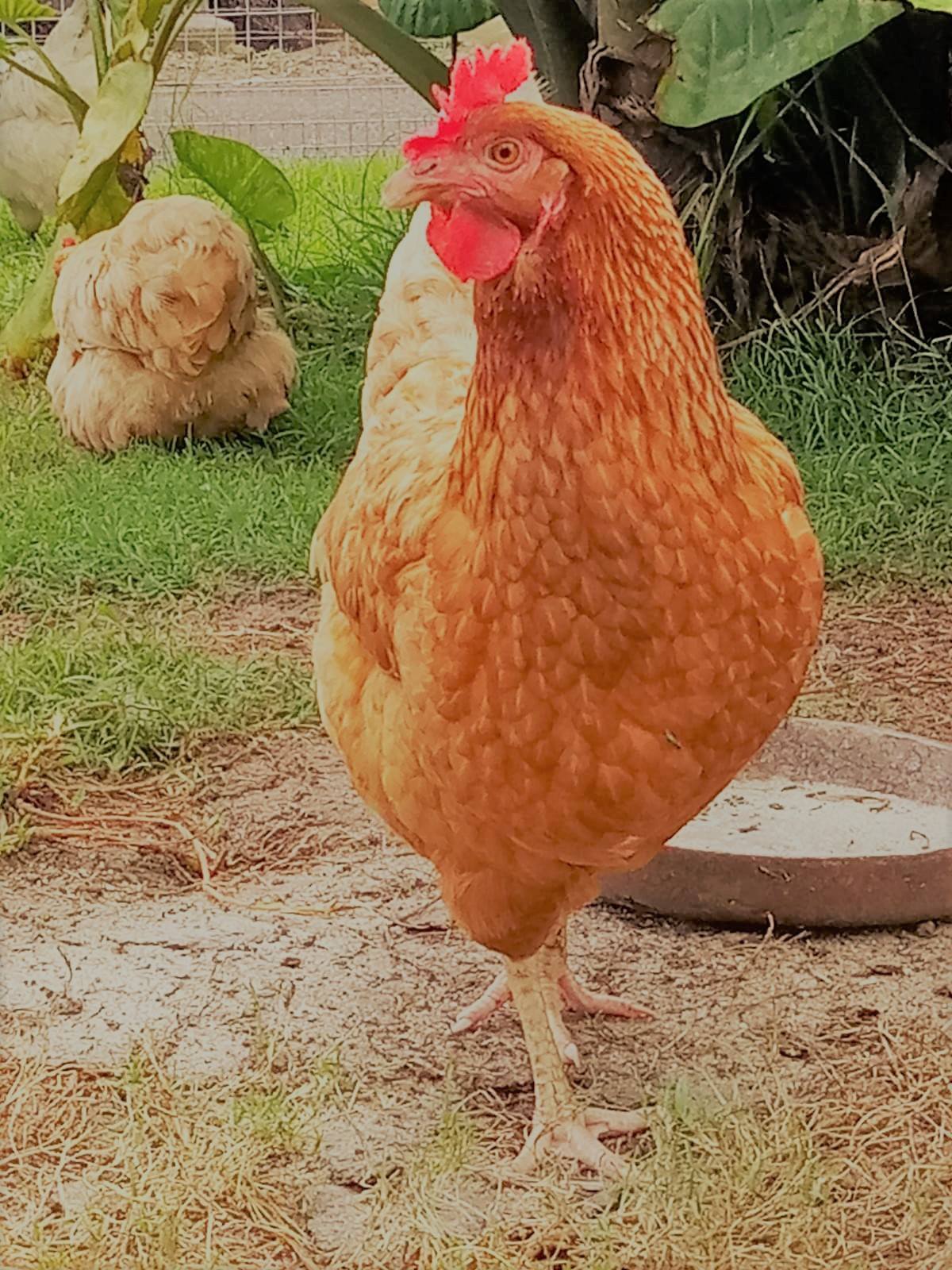 Cocorico Farm | Camperdown