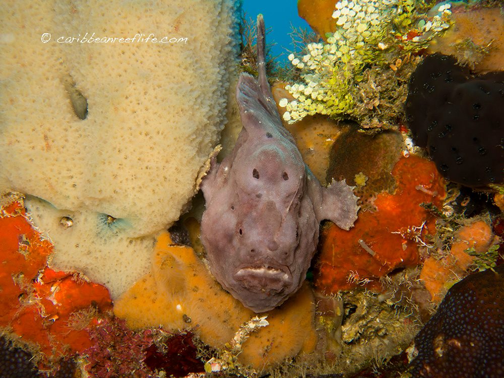 Caribbean - Longlure Frogfish (Antennarius multiocellatus) Roatan ...