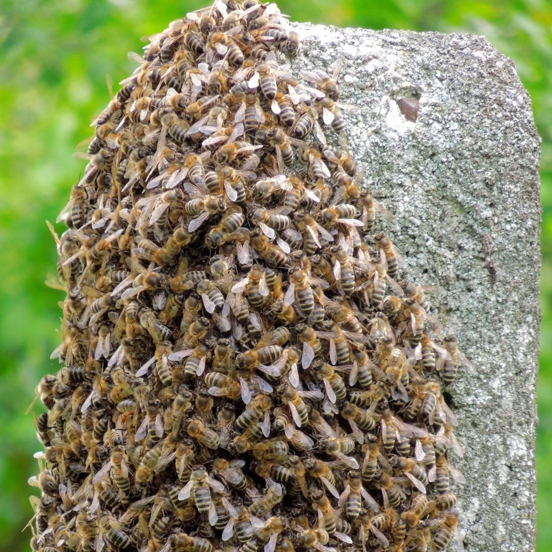 Bee2Bee Beekeeping Supplies | O'Connor WA