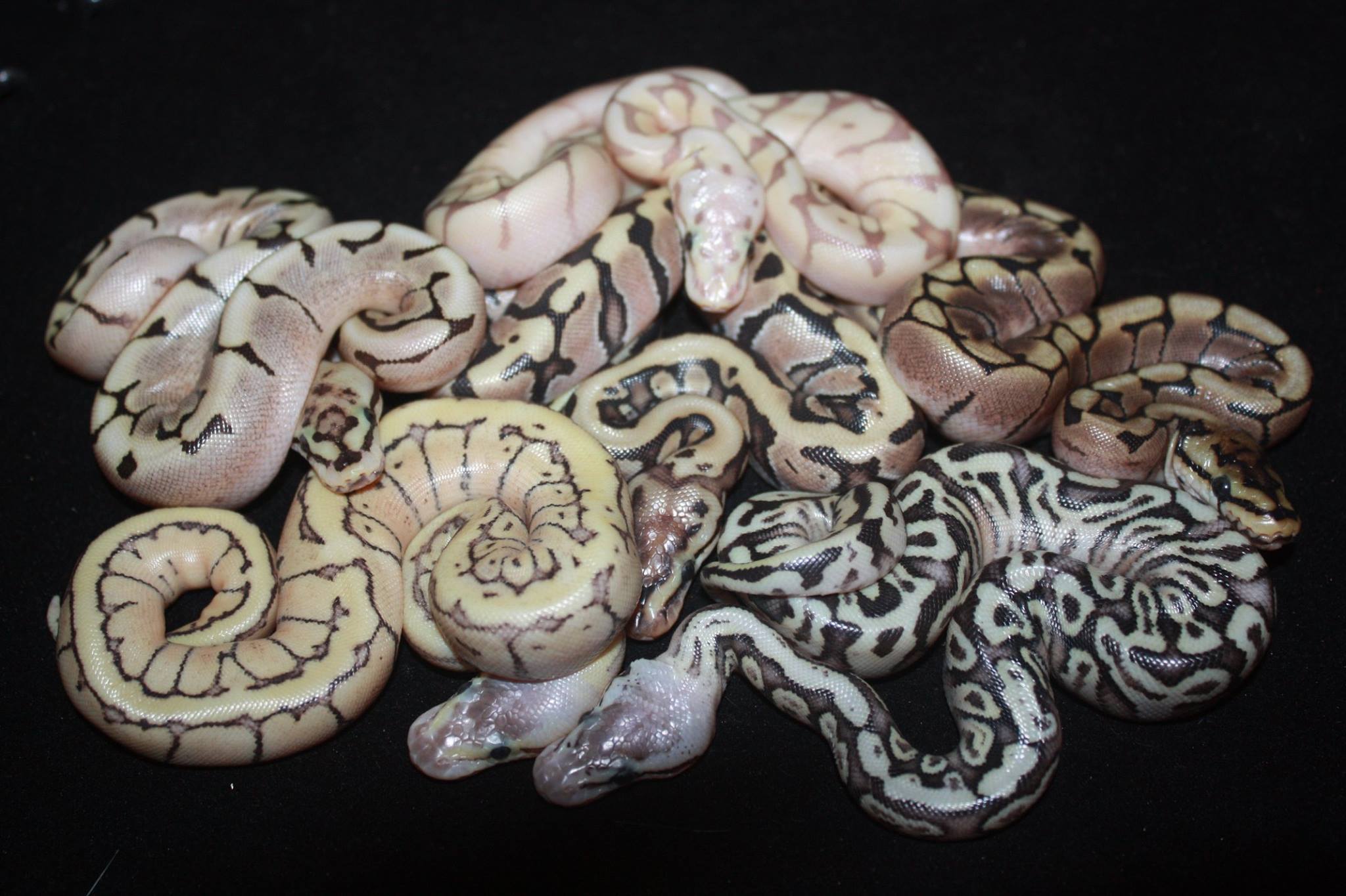 Royal Ball Python Morphs