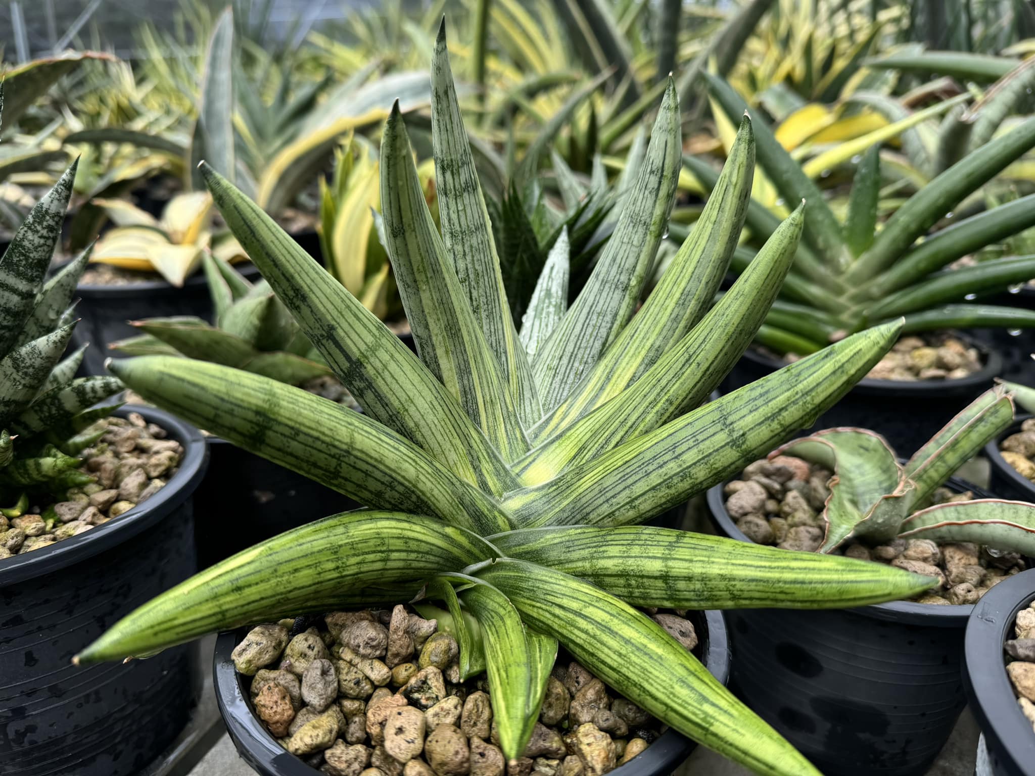 Sansevieria Himalayan,Pattaya,Buntheing,Asancaya and Rock man