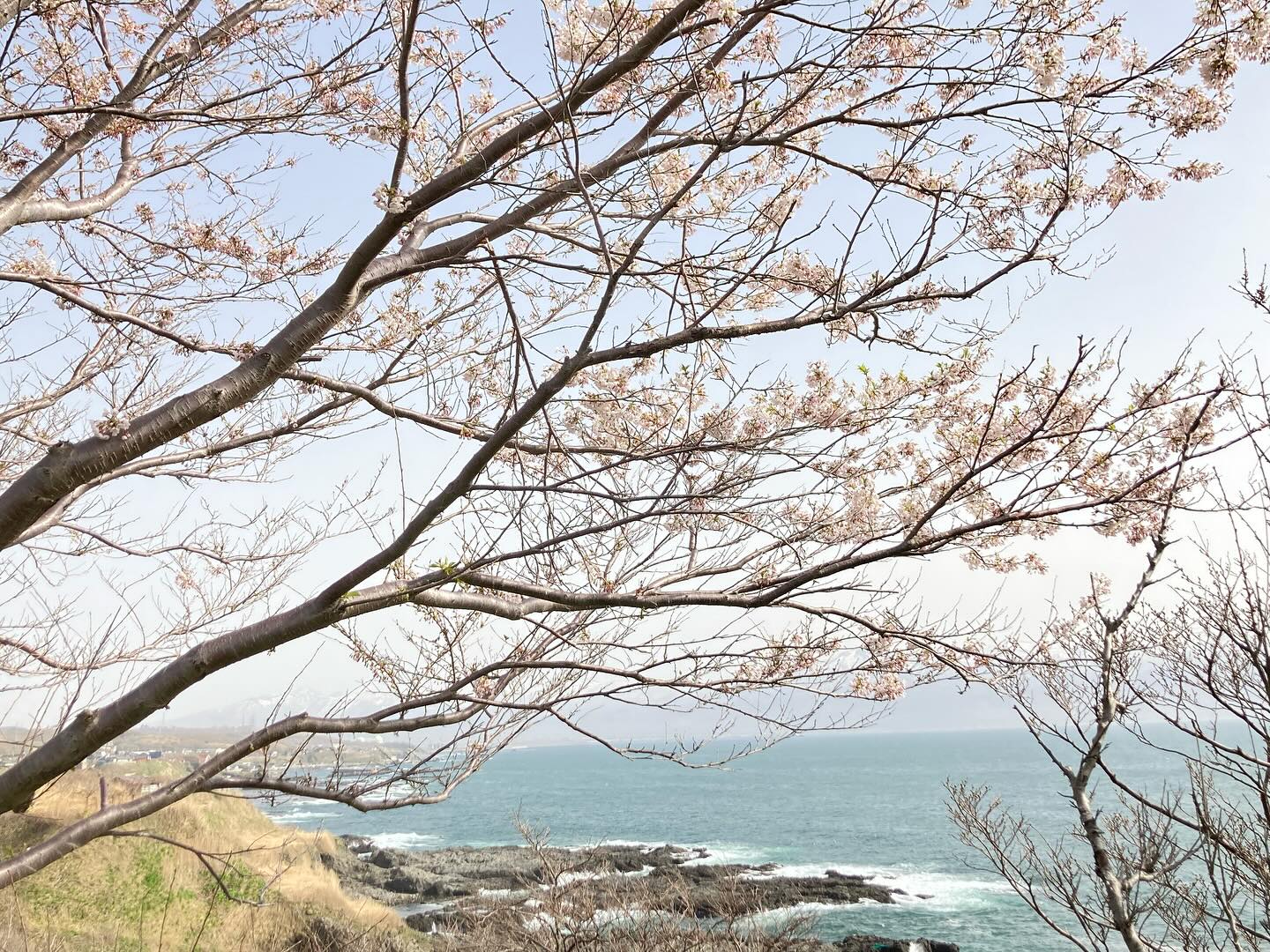 泊村観光協会 - 🌸開花宣言🌸 ついに泊村の桜も満開見頃を迎えました👀 ... | Facebook