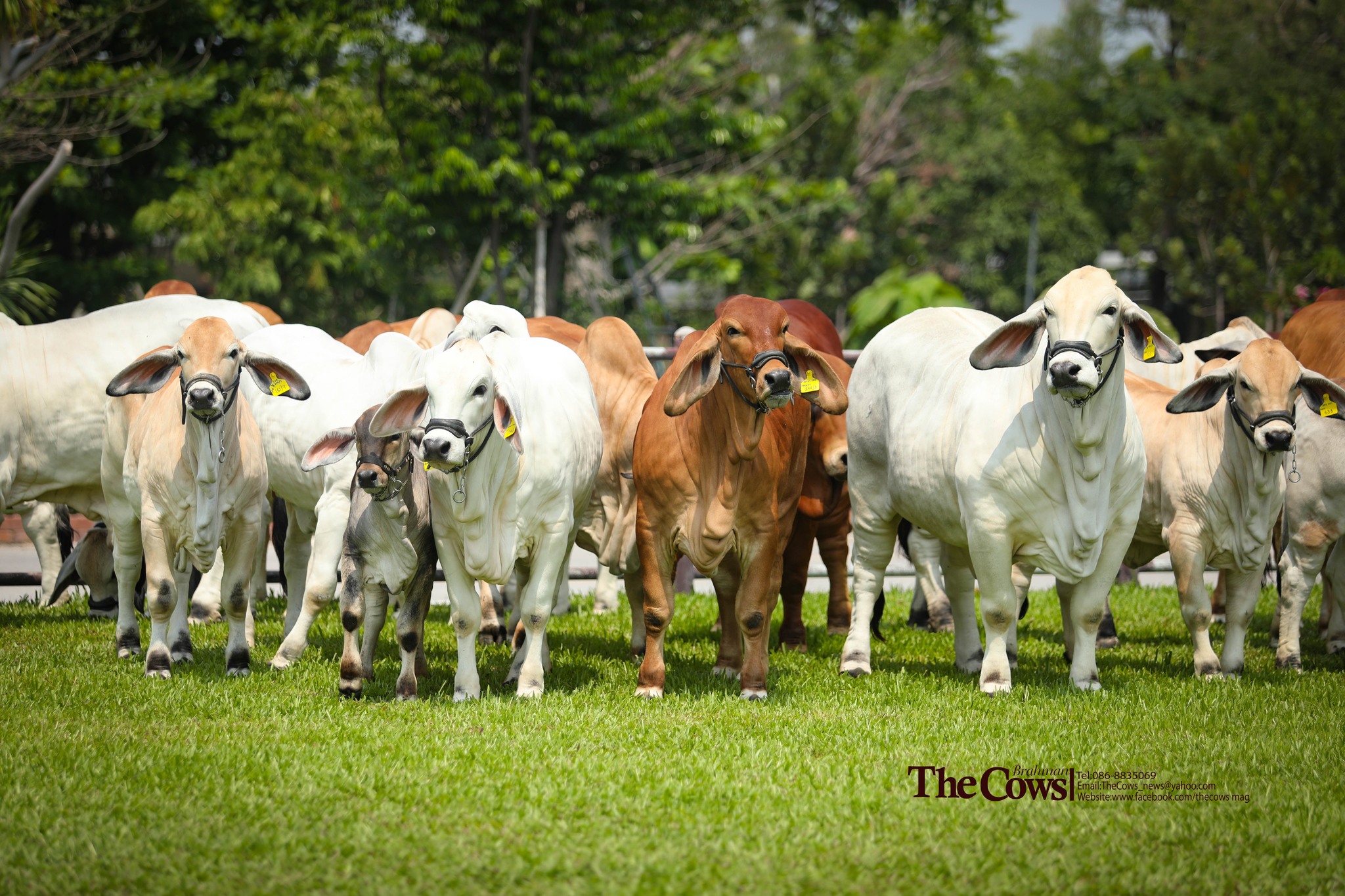 ไพบูลย์ ธุมา - DG RANCH ทวนกระแสตลาด นำเข้า 6...