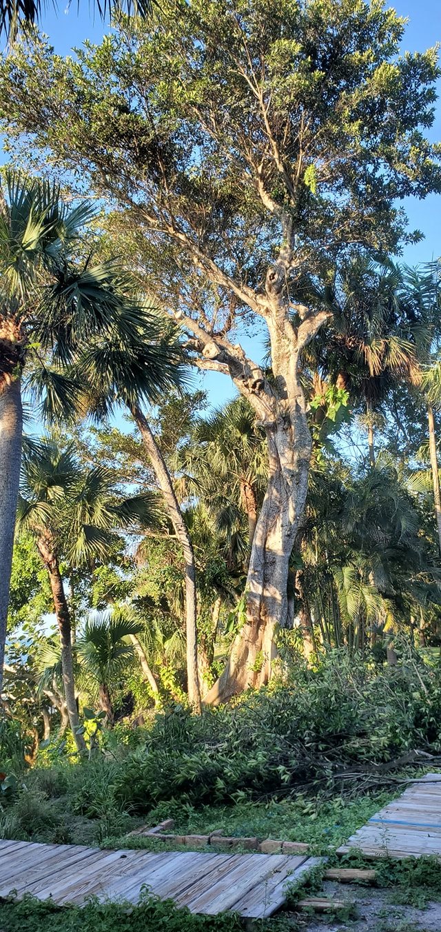 Pinnacle Lawn & Tree Service Inc