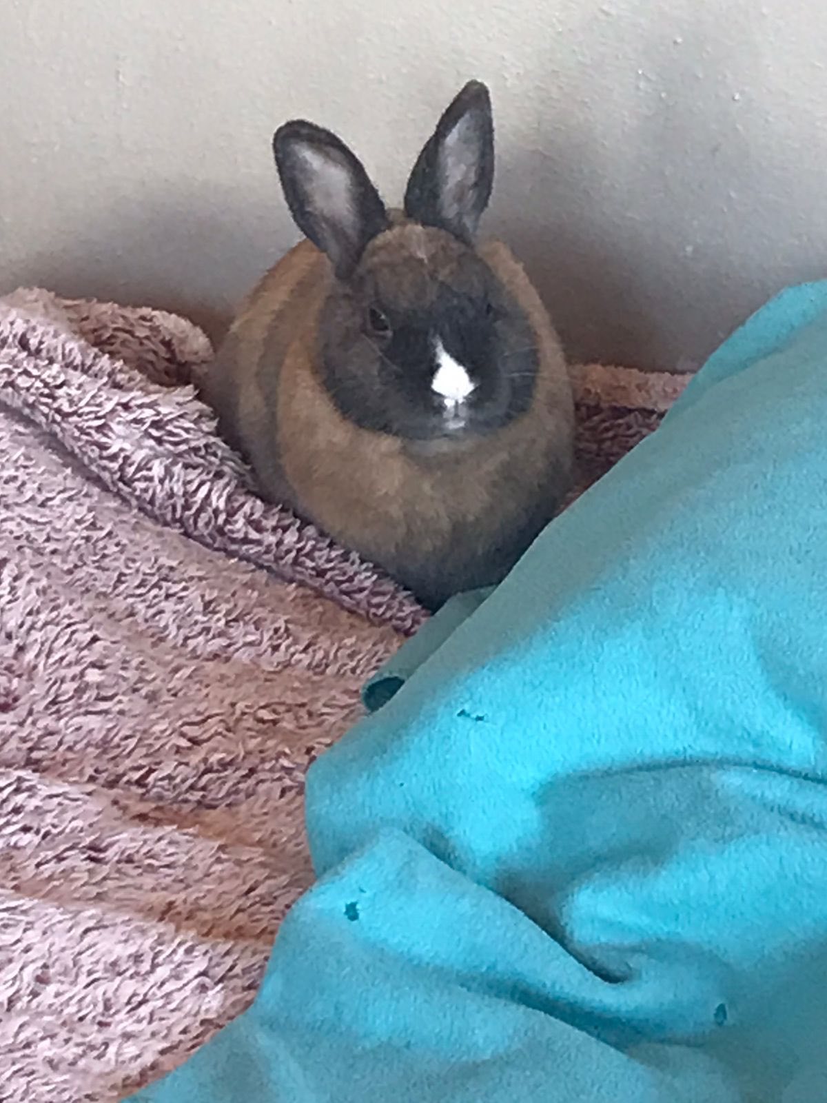 Pansy rabbit rescue | Cape Town