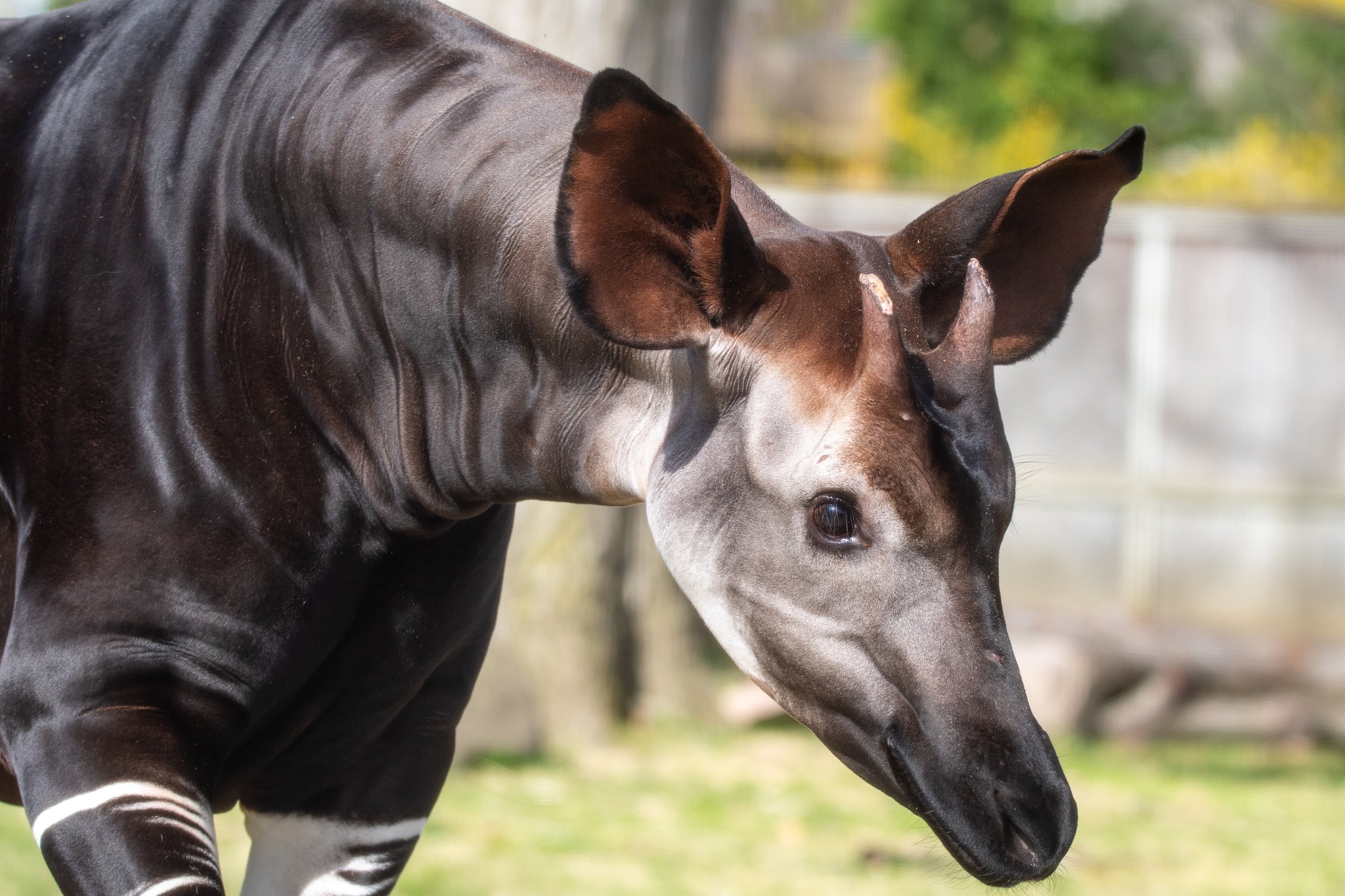 Potter Park Zoo - Potter Park Zoo is delighted to announce... | Facebook